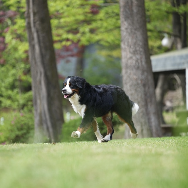 네이처독 대표 이미지