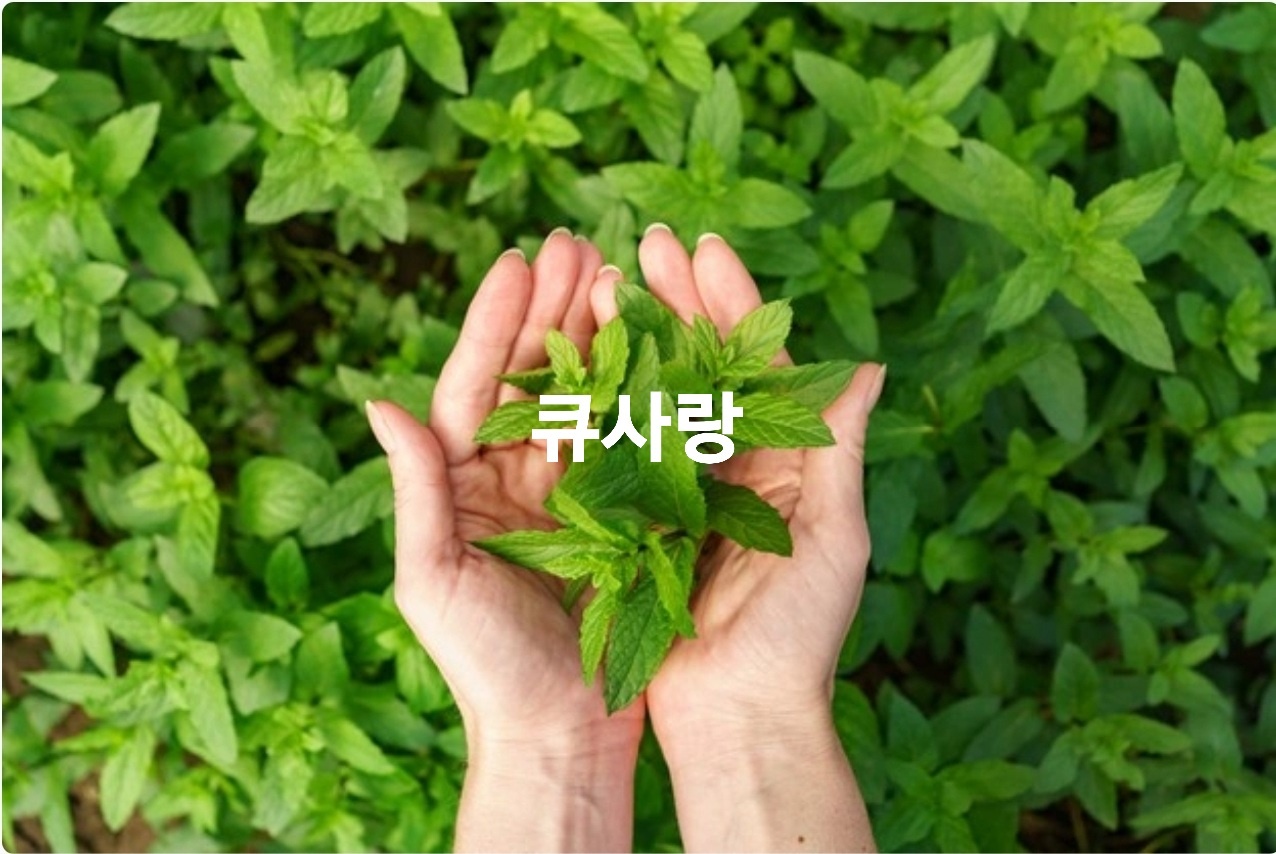 큐사랑안중현화점