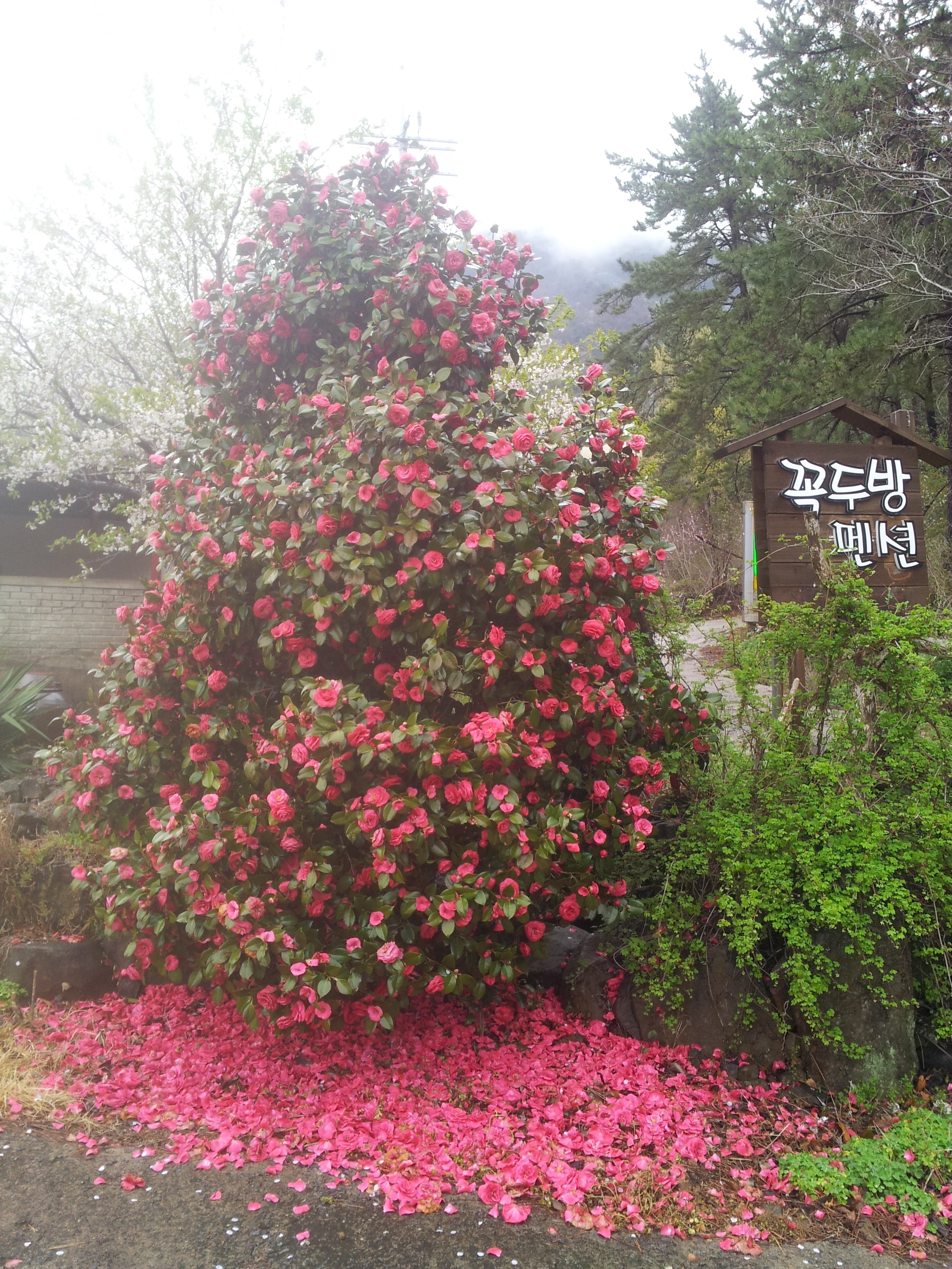 꼭두방펜션