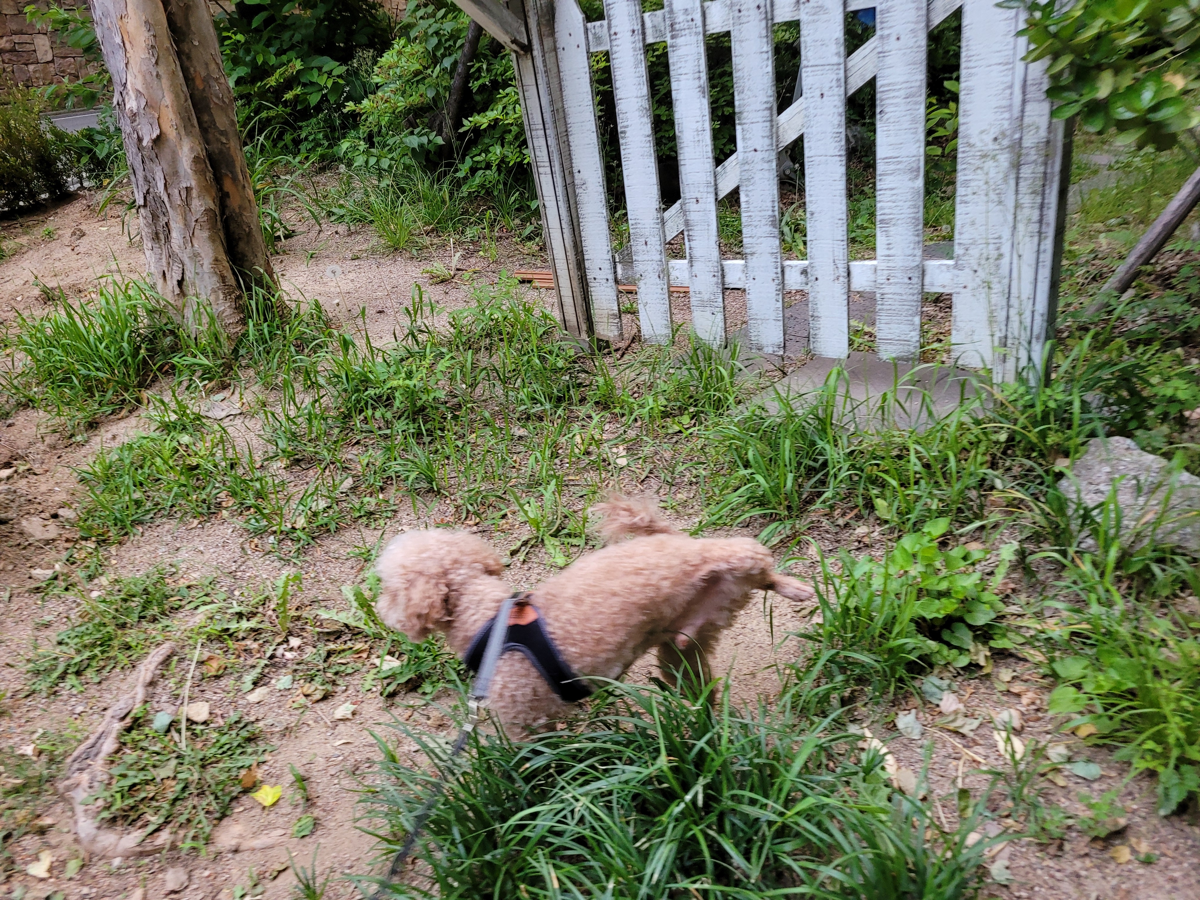 도그비잉 대표 이미지