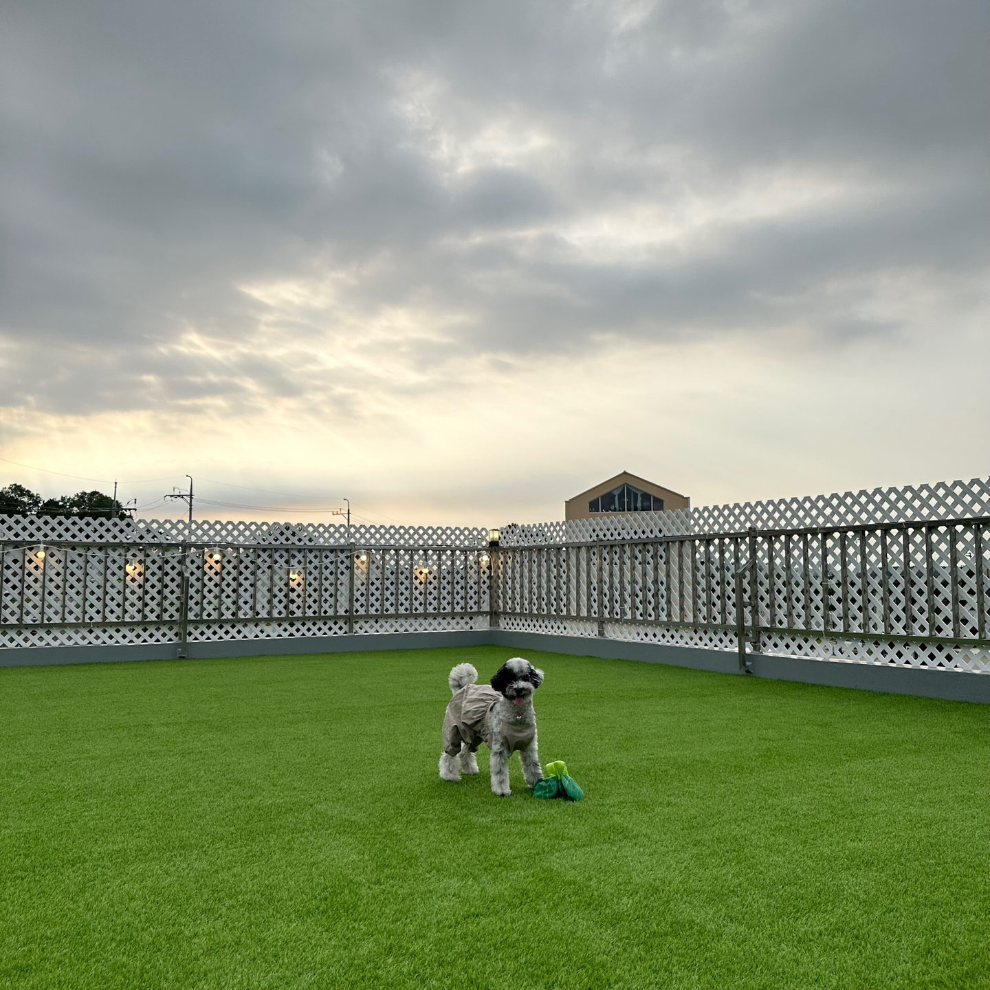 독스에이지 대표 이미지