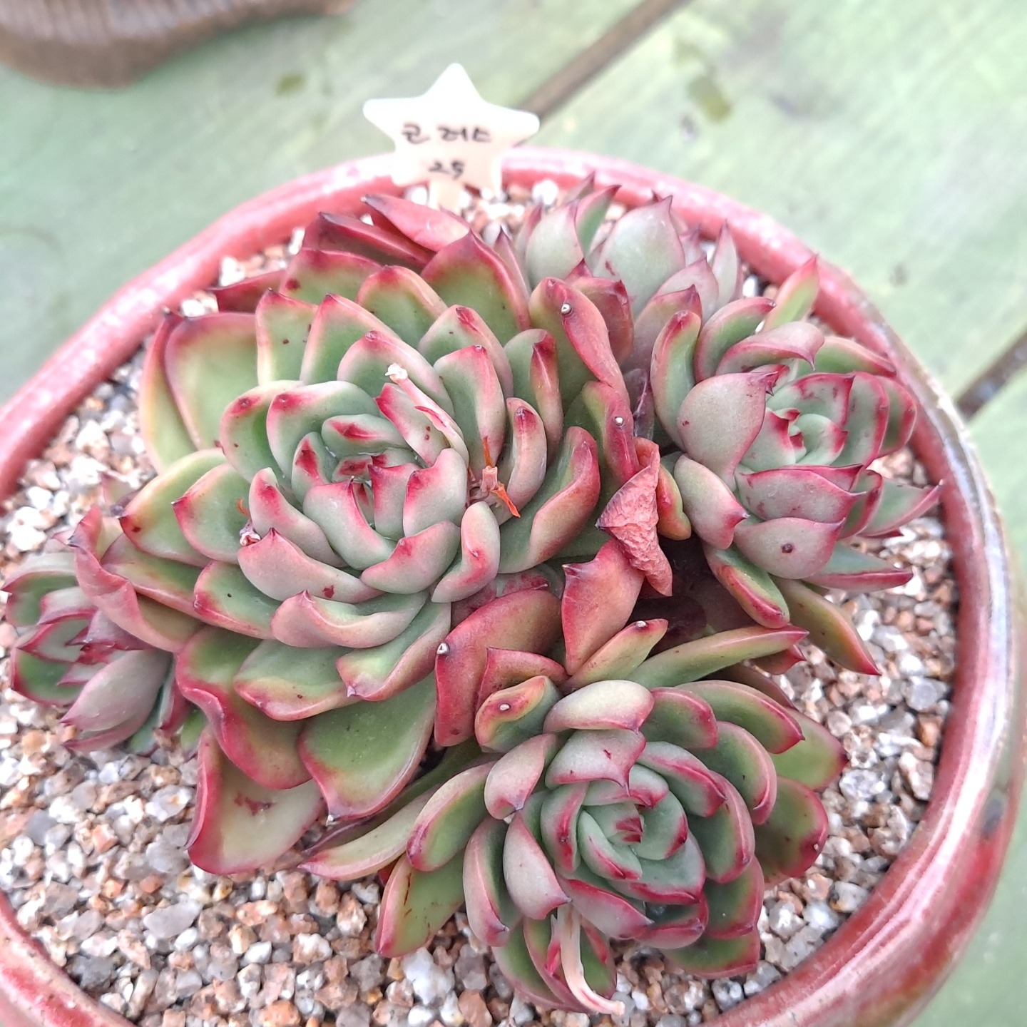 엘림다육
