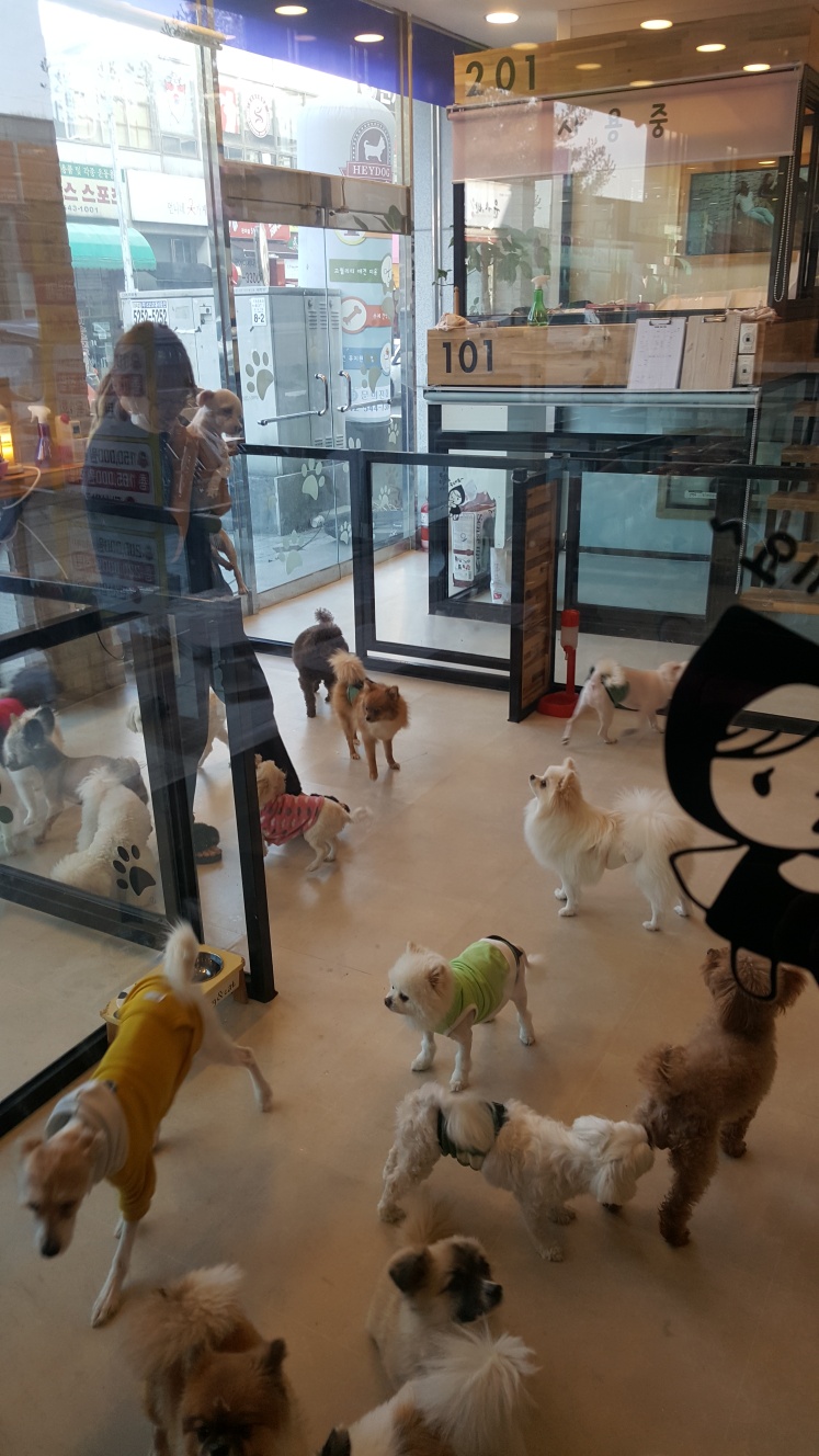 헤이독 애견호텔 대표 이미지