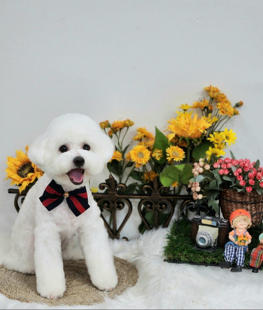 몽개몽개 애견미용실 대표 이미지