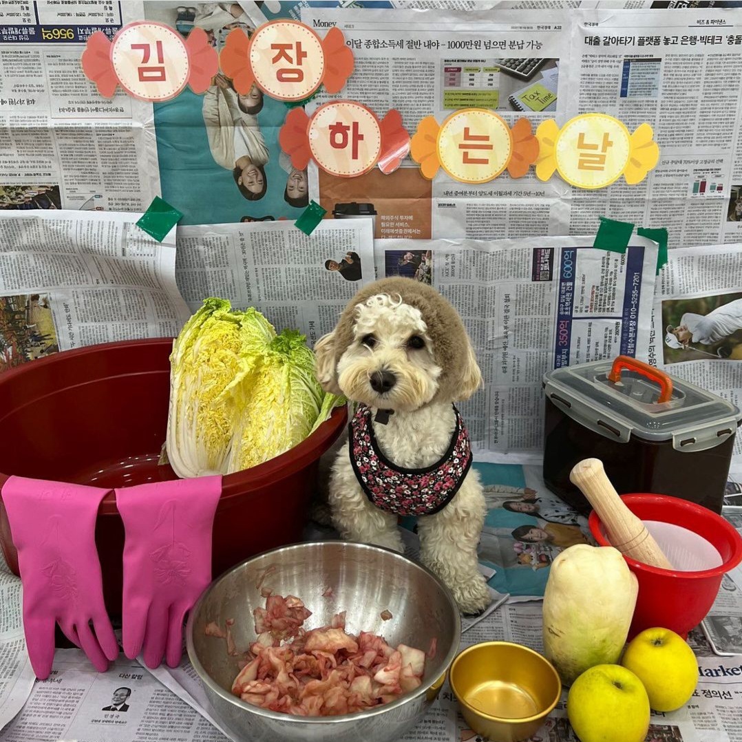 놀펫강아지유치원애견호텔서울애견유치원 성북본원 대표 이미지