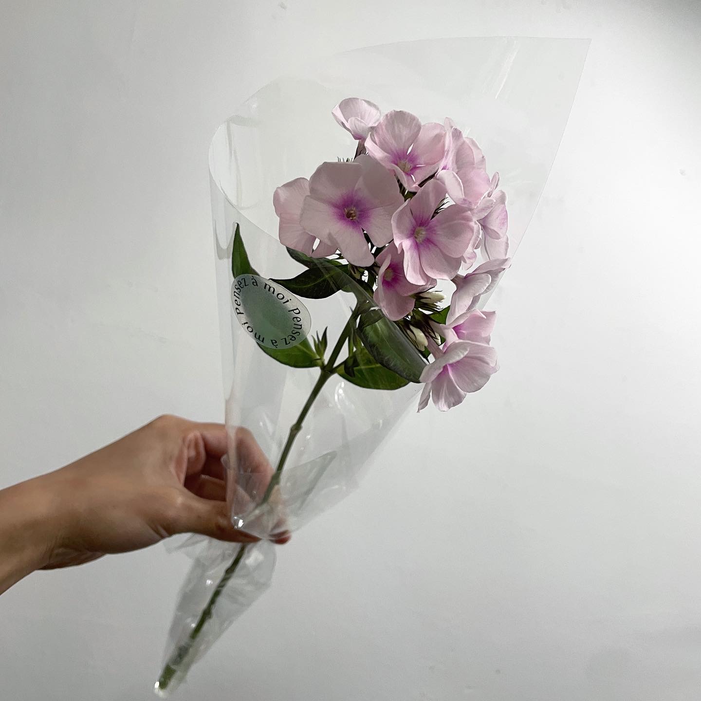 팡세아모아