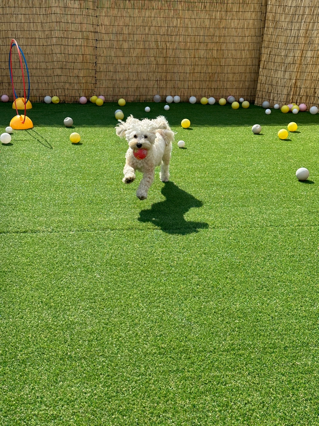 놀펫강아지유치원애견호텔서울애견유치원 성북본원 대표 이미지