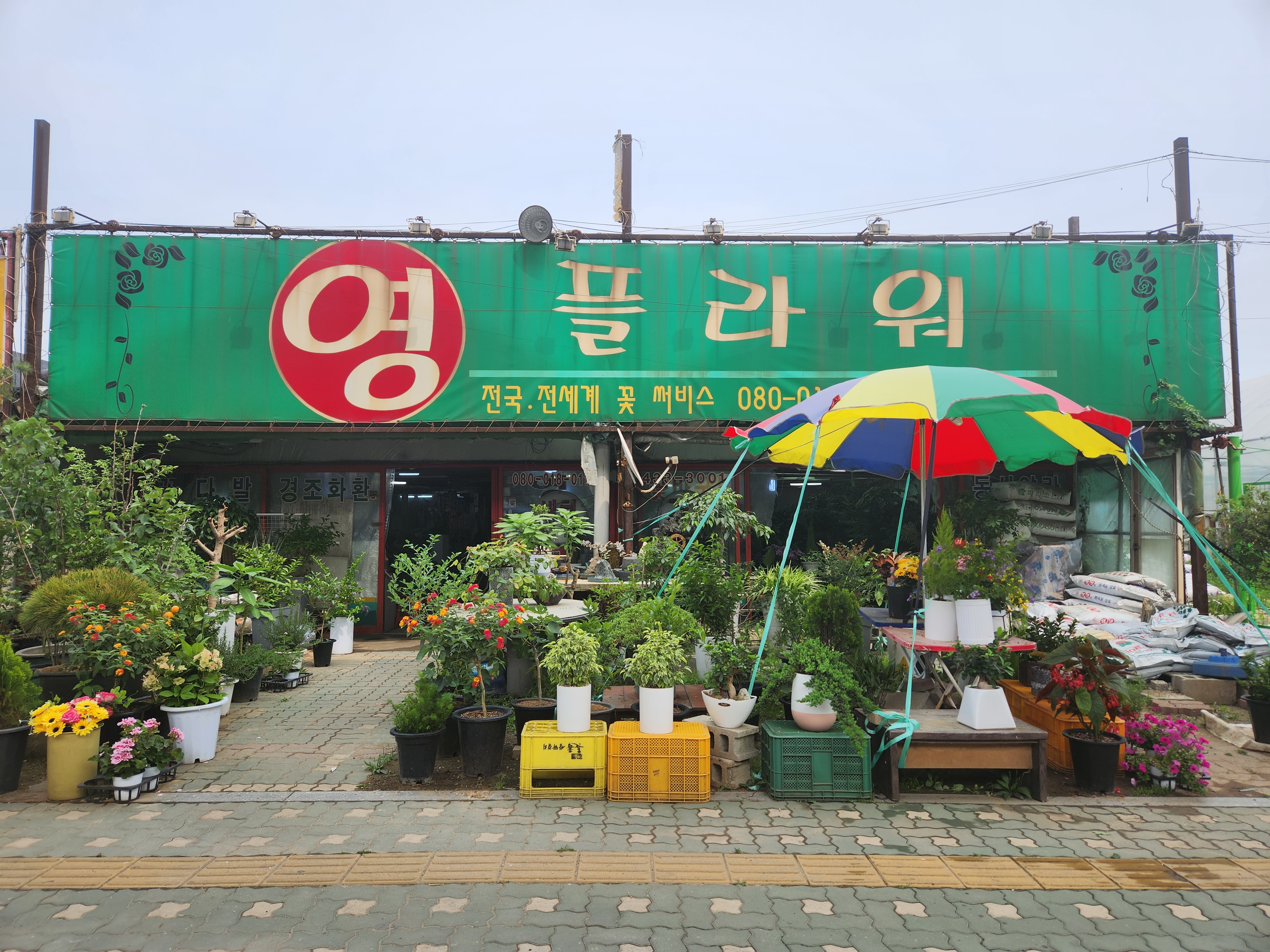 영플라워
