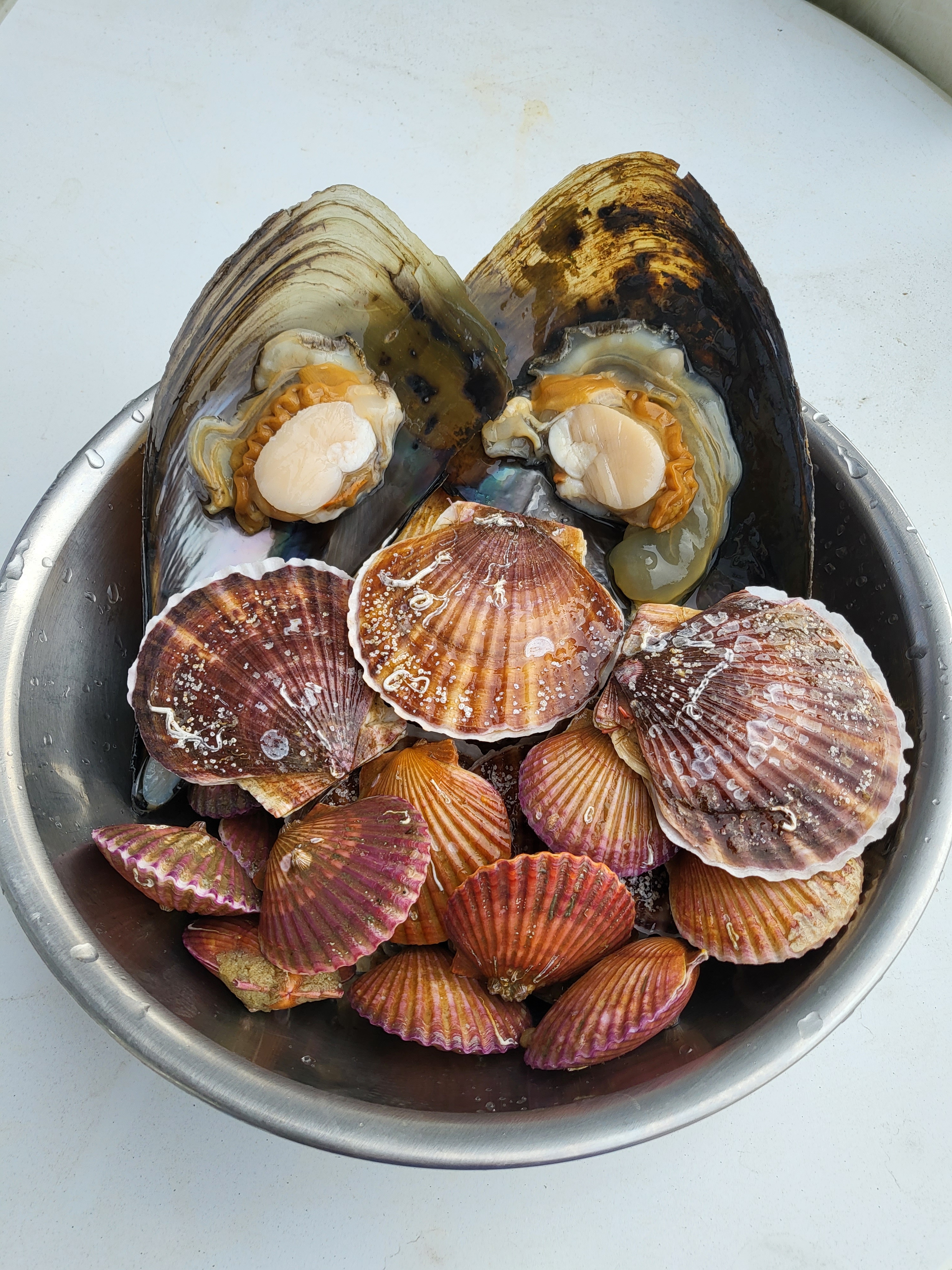 삽교조개마을