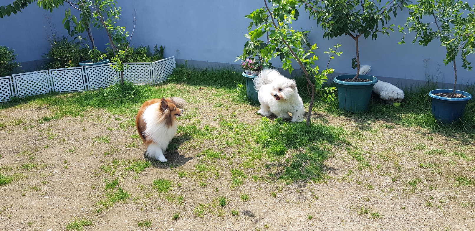 한강펫케어센터 대표 이미지