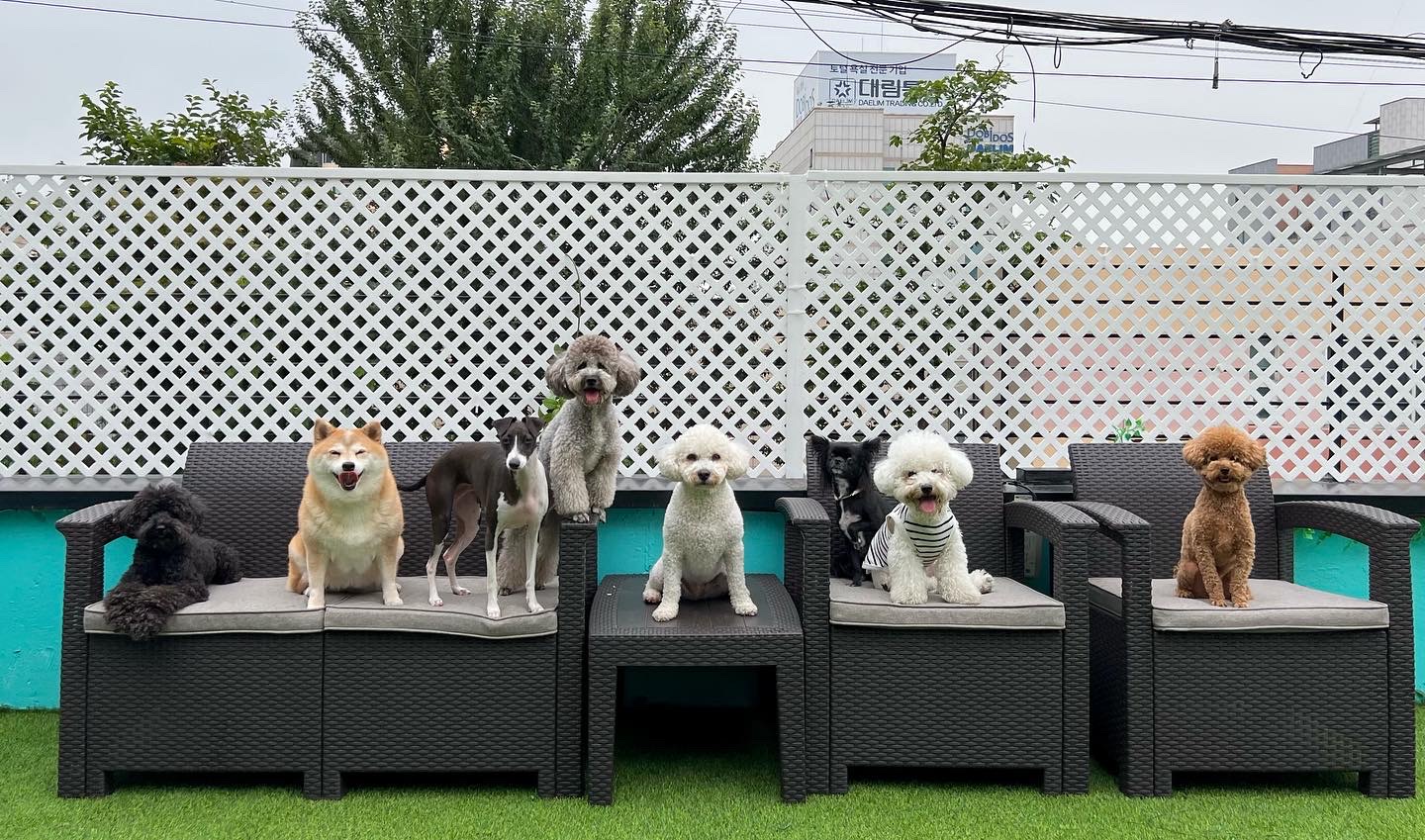 펫티즈 대표 이미지