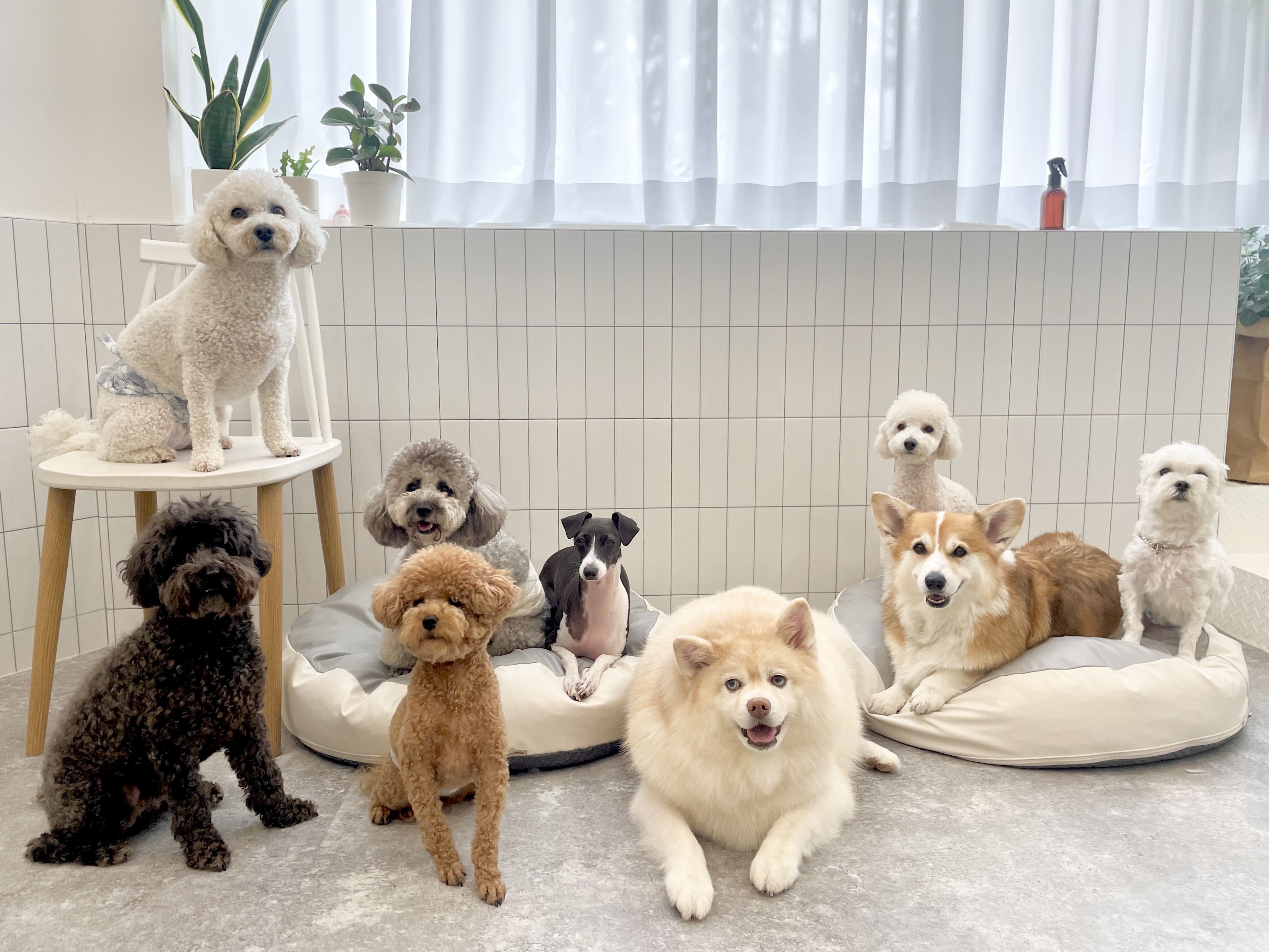 펫티즈 대표 이미지