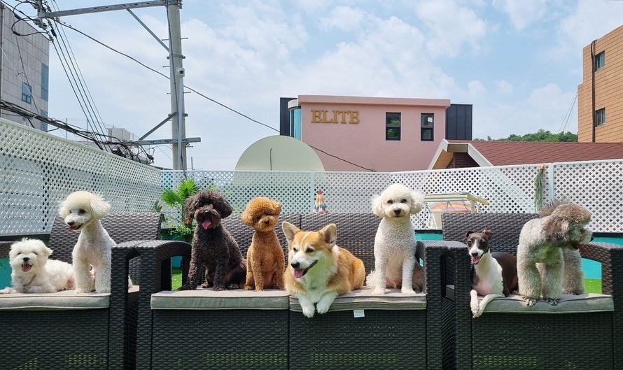 펫티즈 대표 이미지