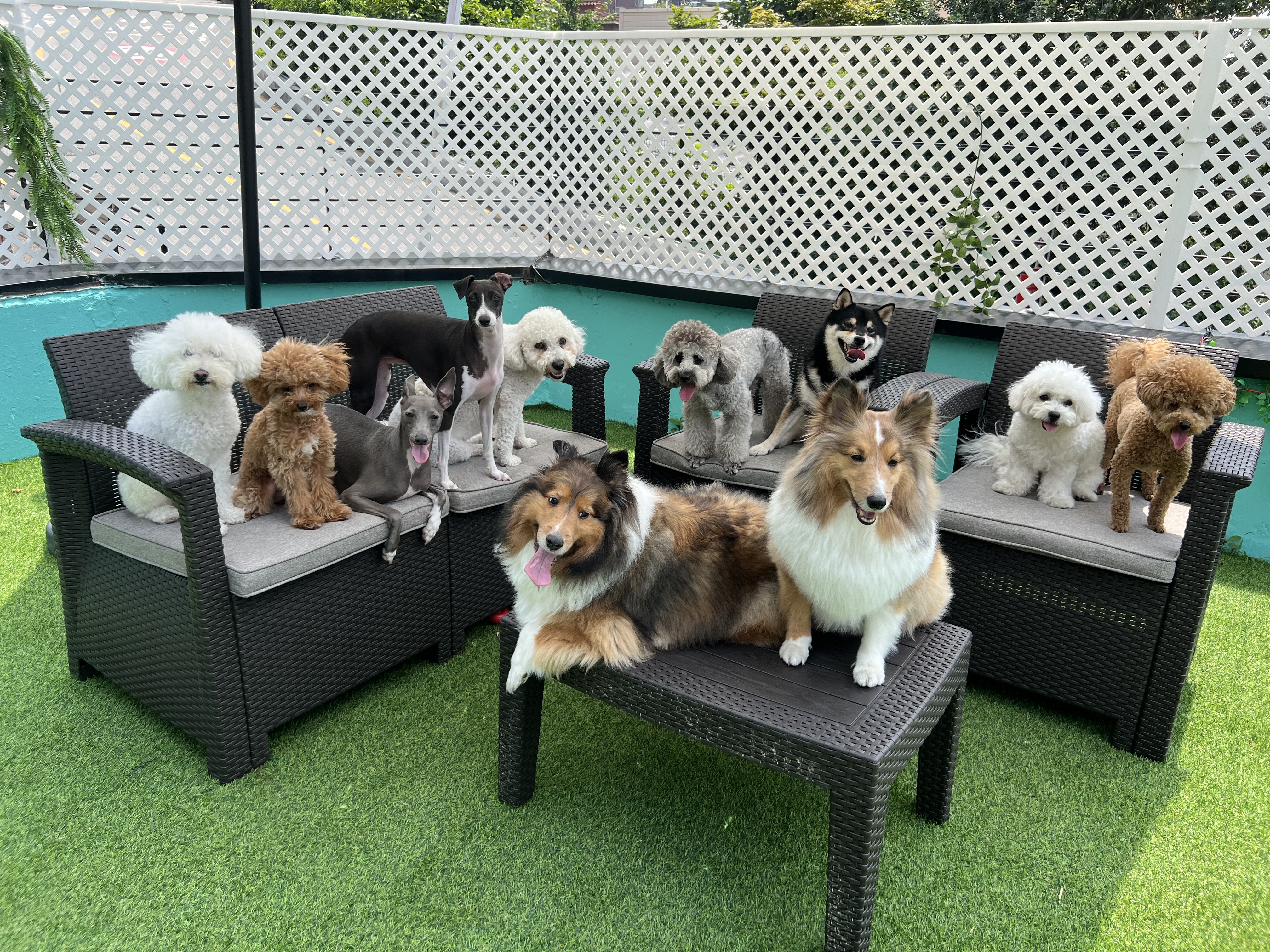 펫티즈 대표 이미지