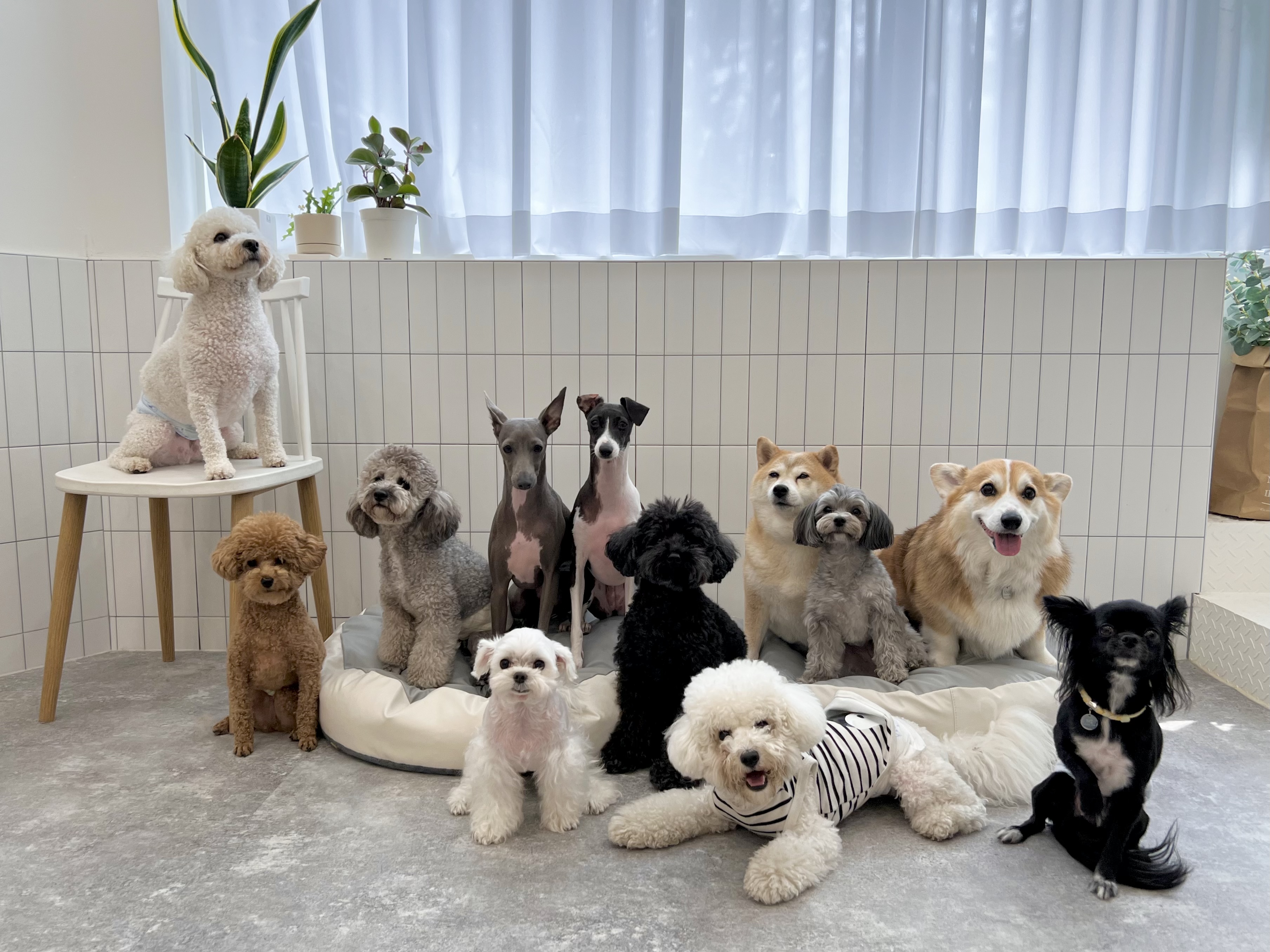 펫티즈 대표 이미지