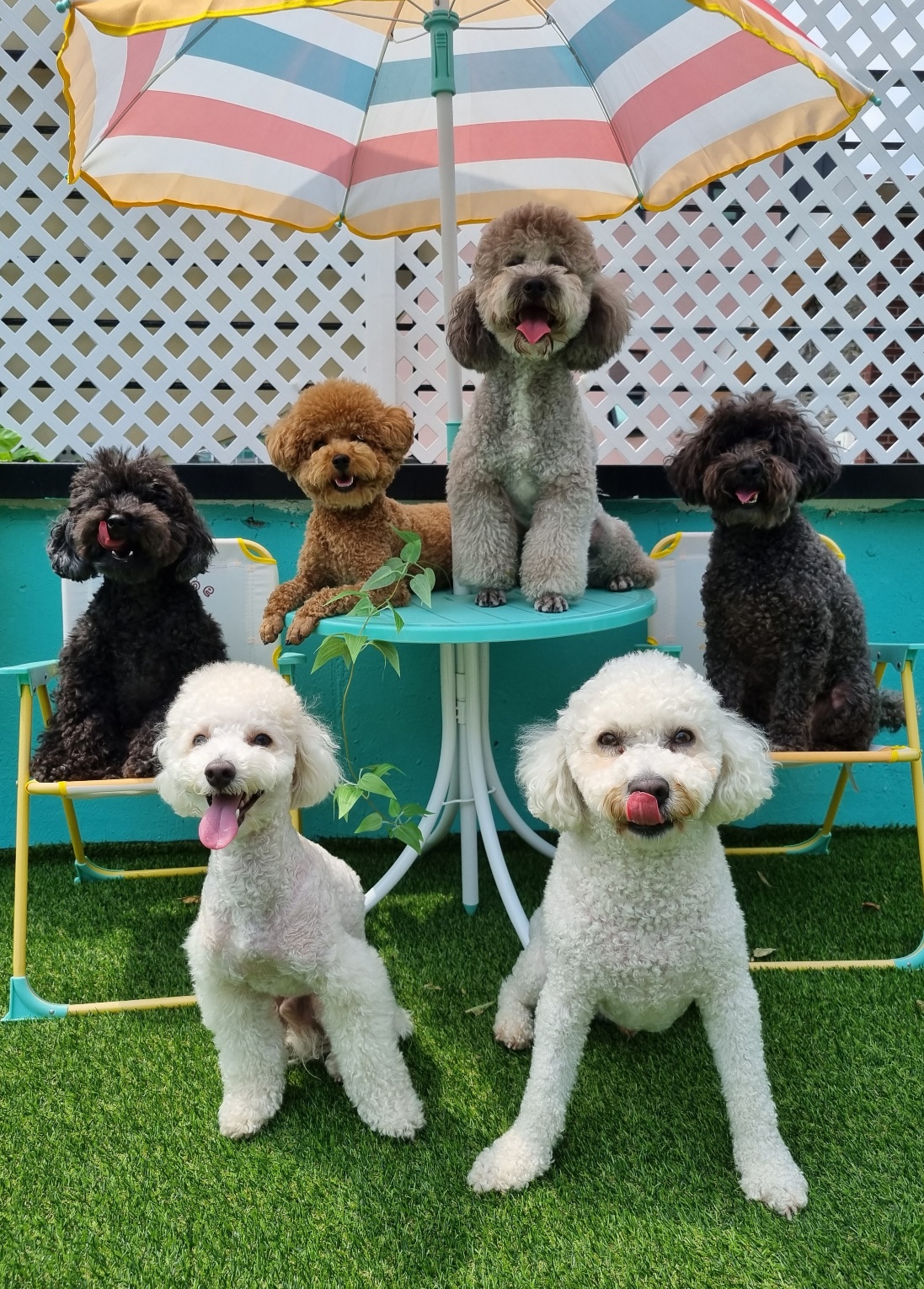 펫티즈 대표 이미지