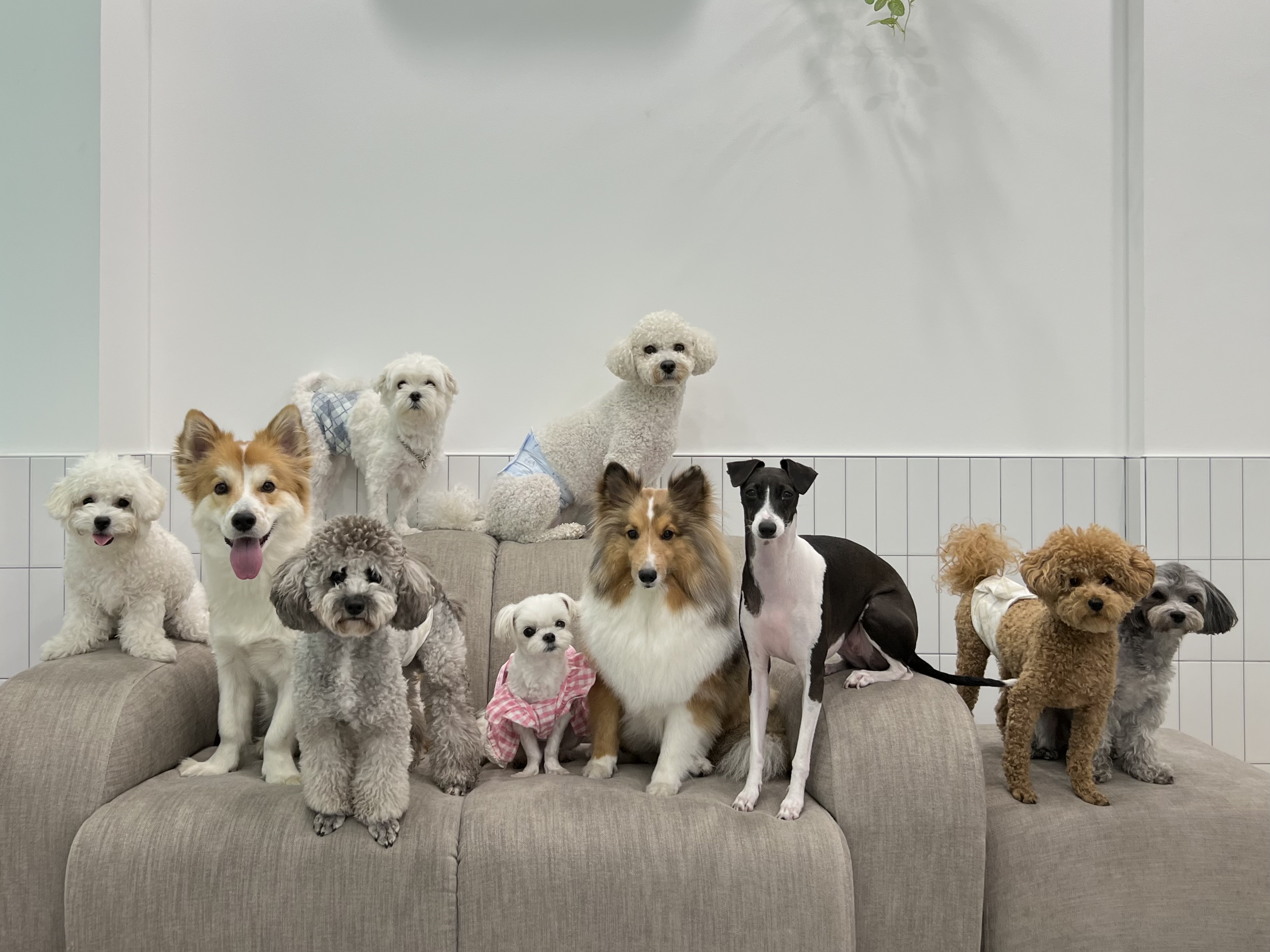 펫티즈 대표 이미지