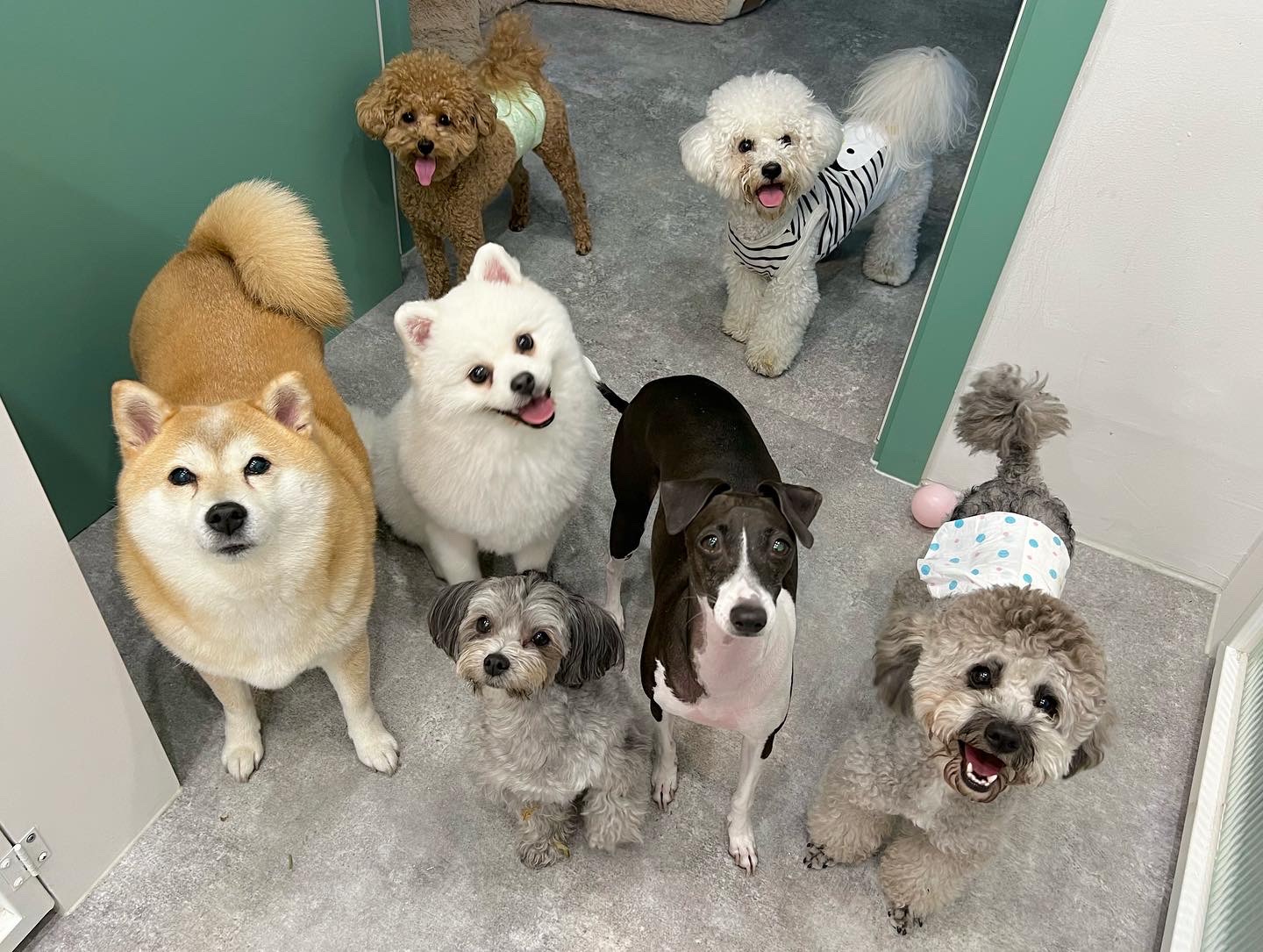 펫티즈 대표 이미지