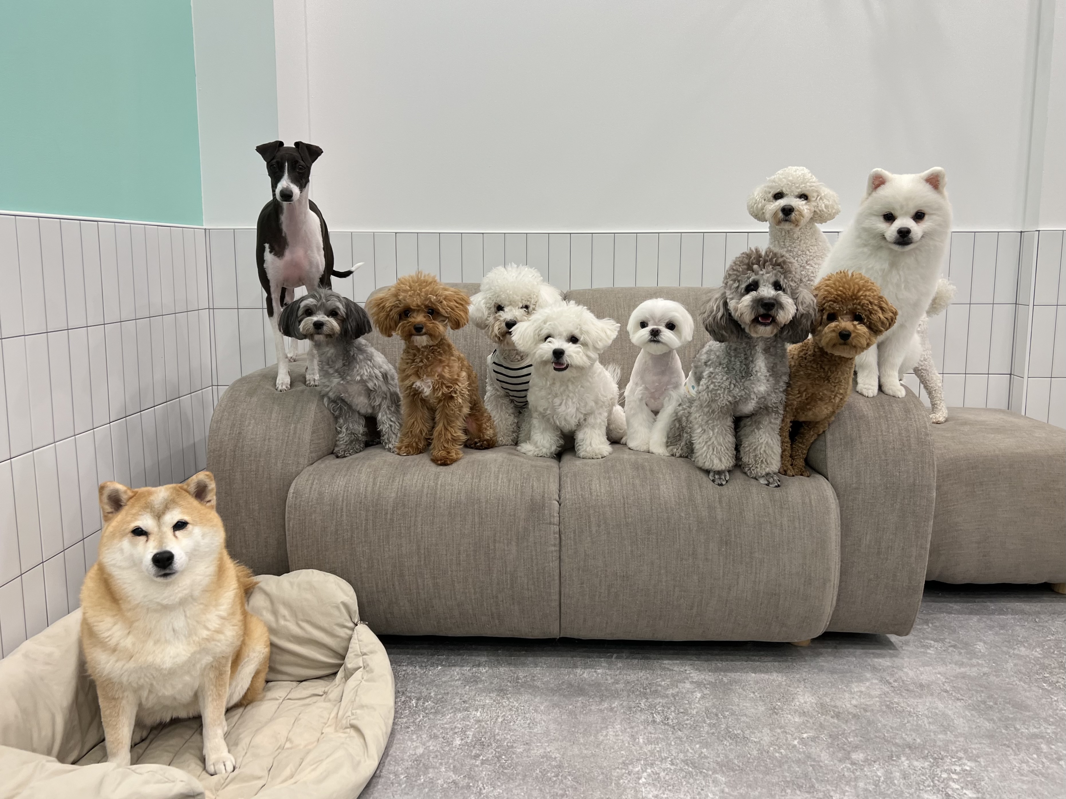 펫티즈 대표 이미지