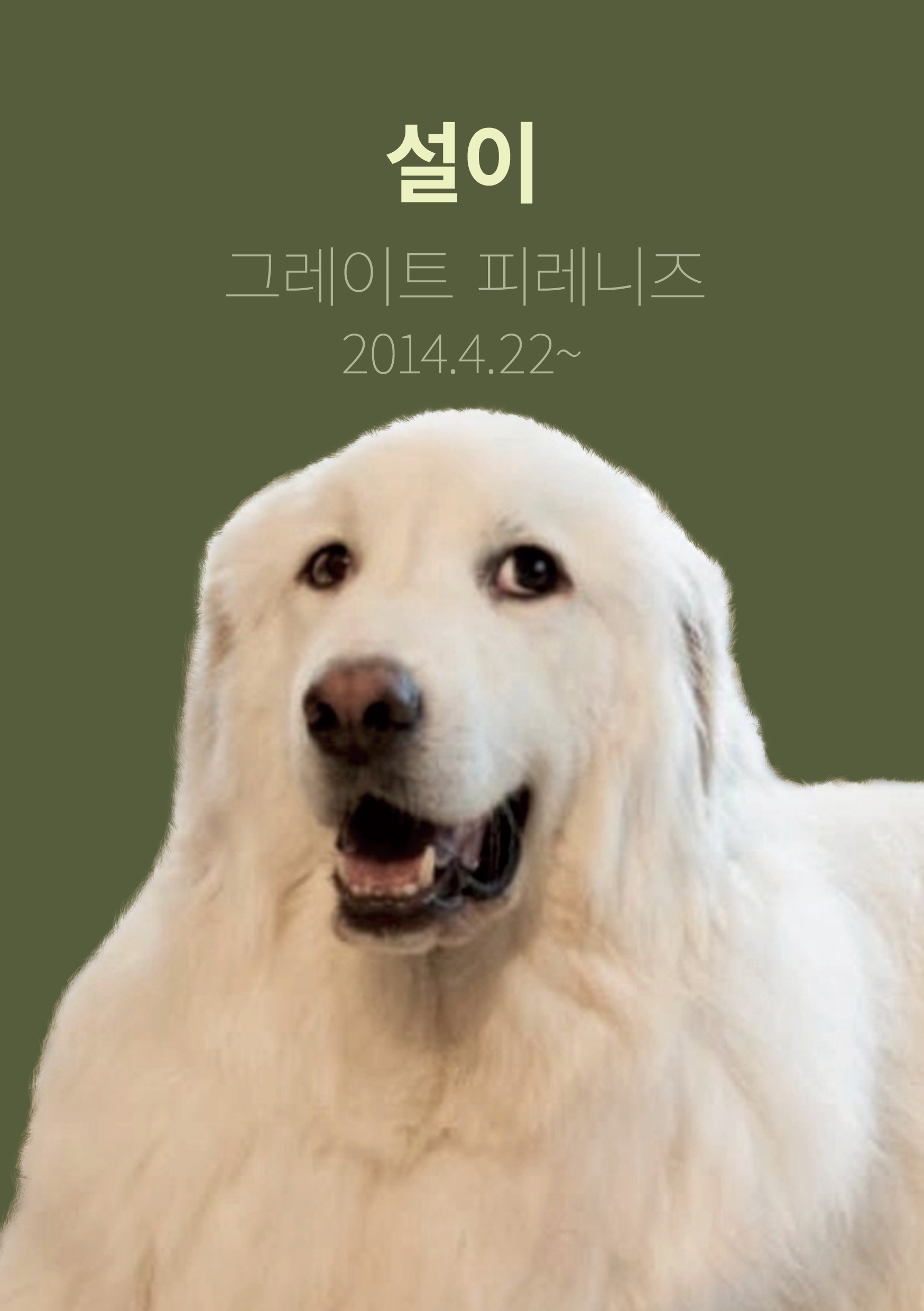 시티독 경기 애견카페
