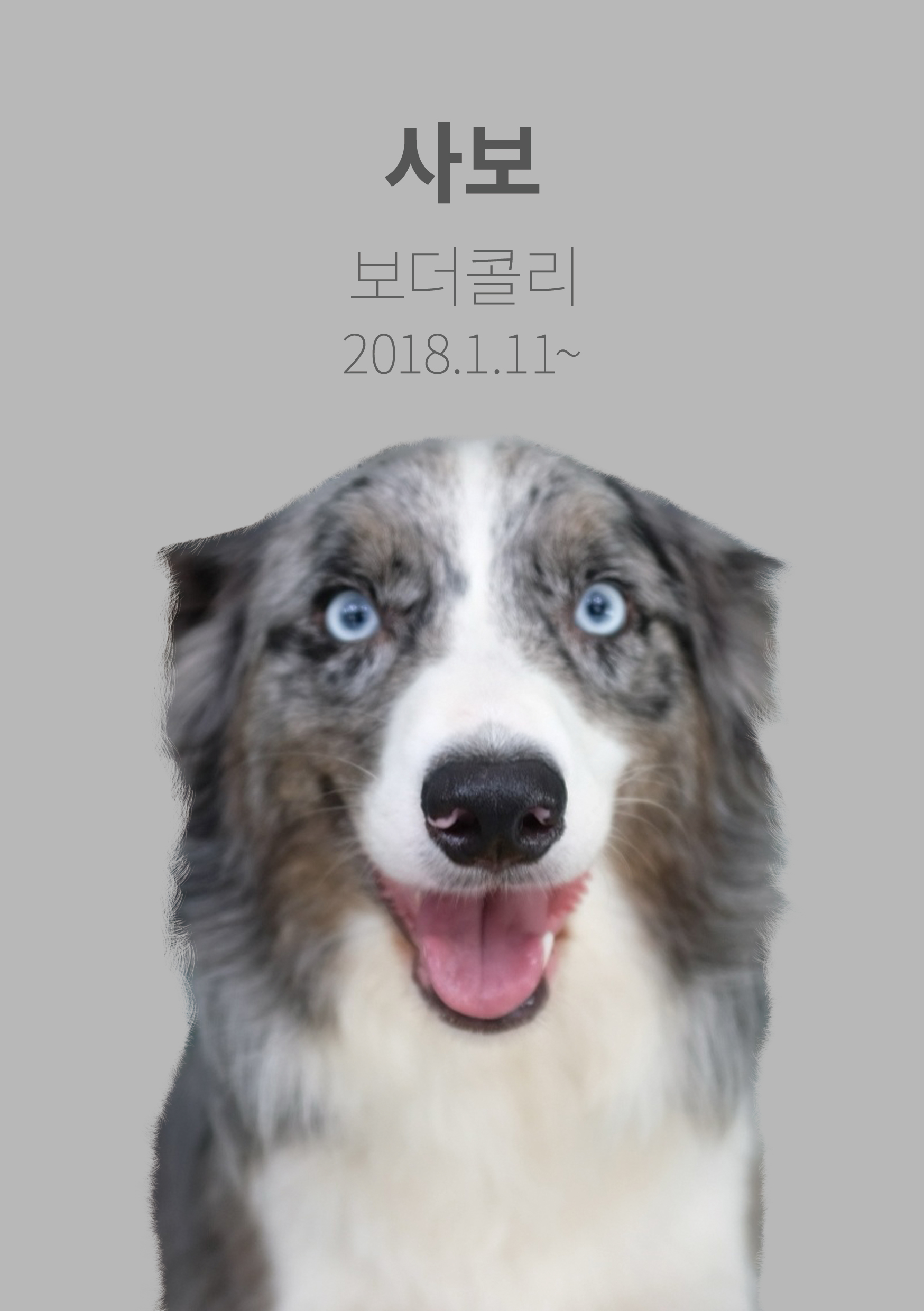 시티독 2