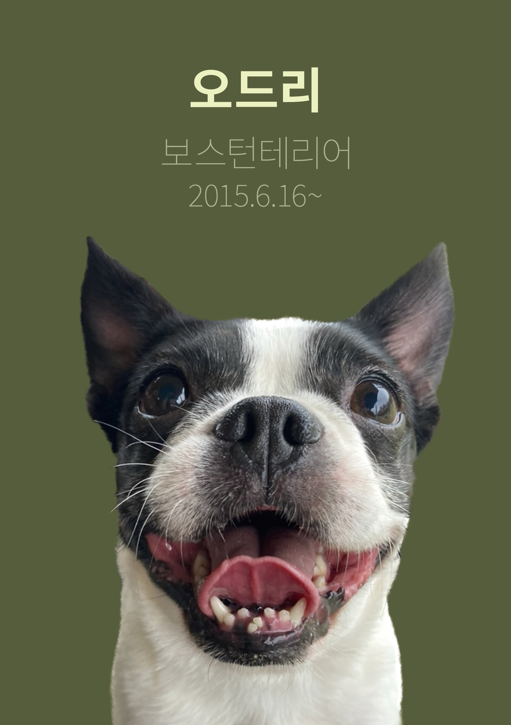 시티독 반려동물 동반 애견카페