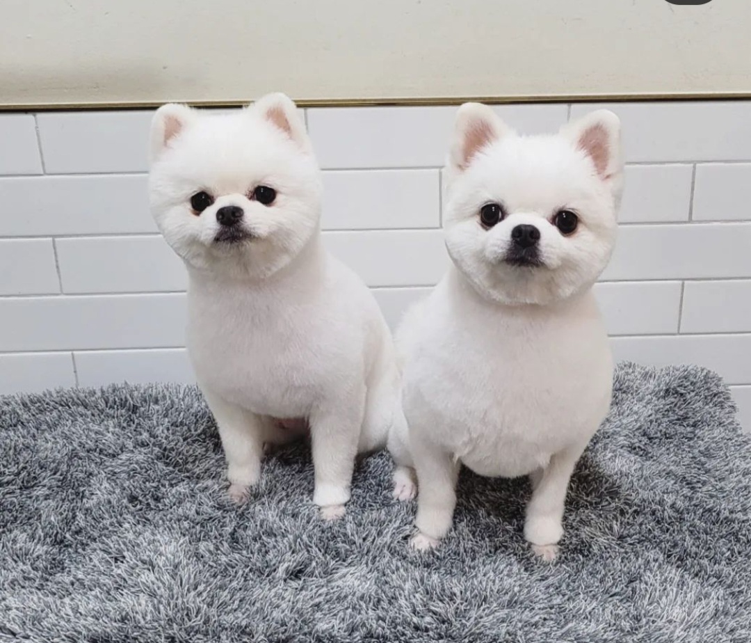 토리펫 — 부산진구