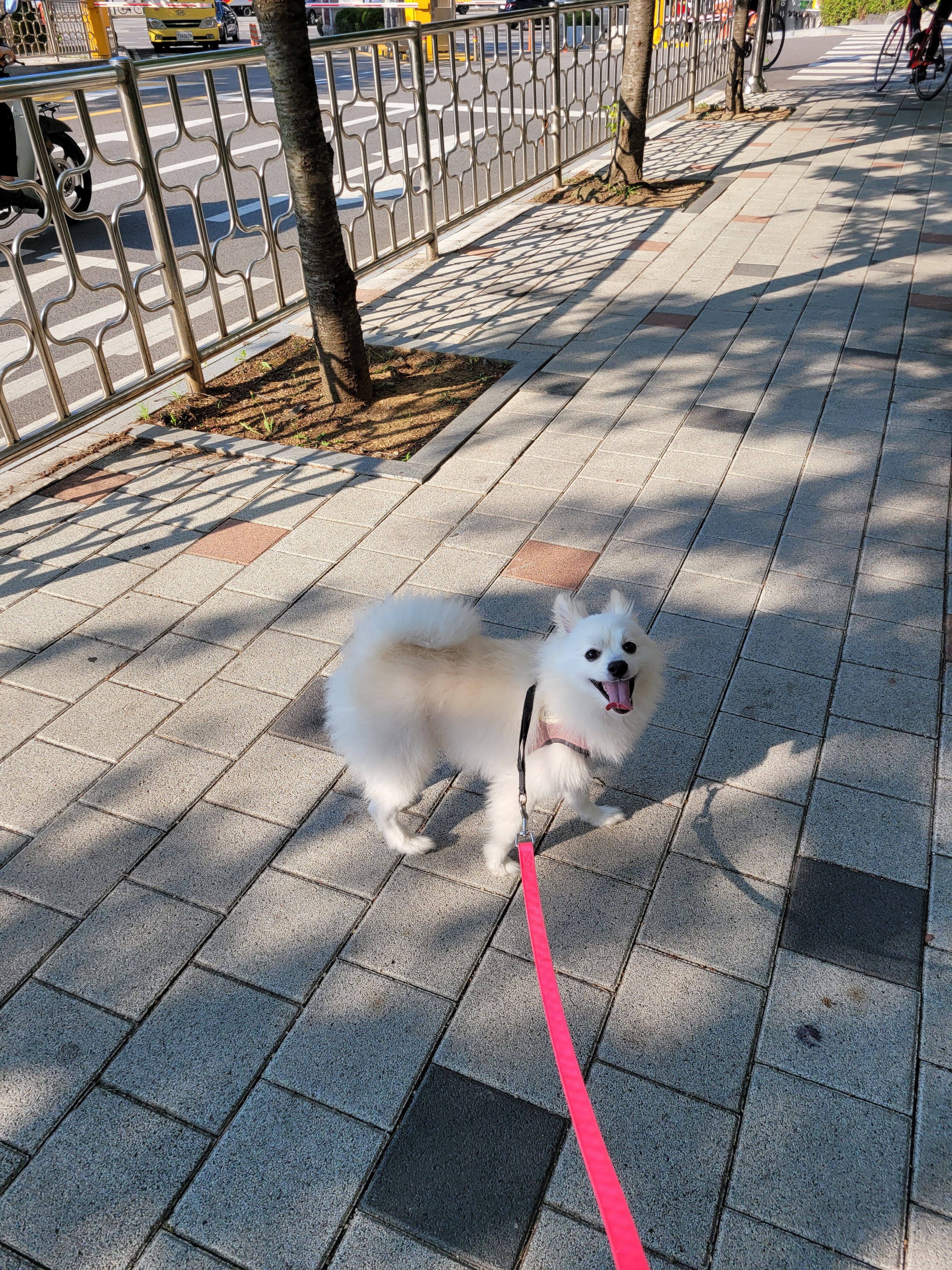 도그비잉펫케어2호점 대표 이미지