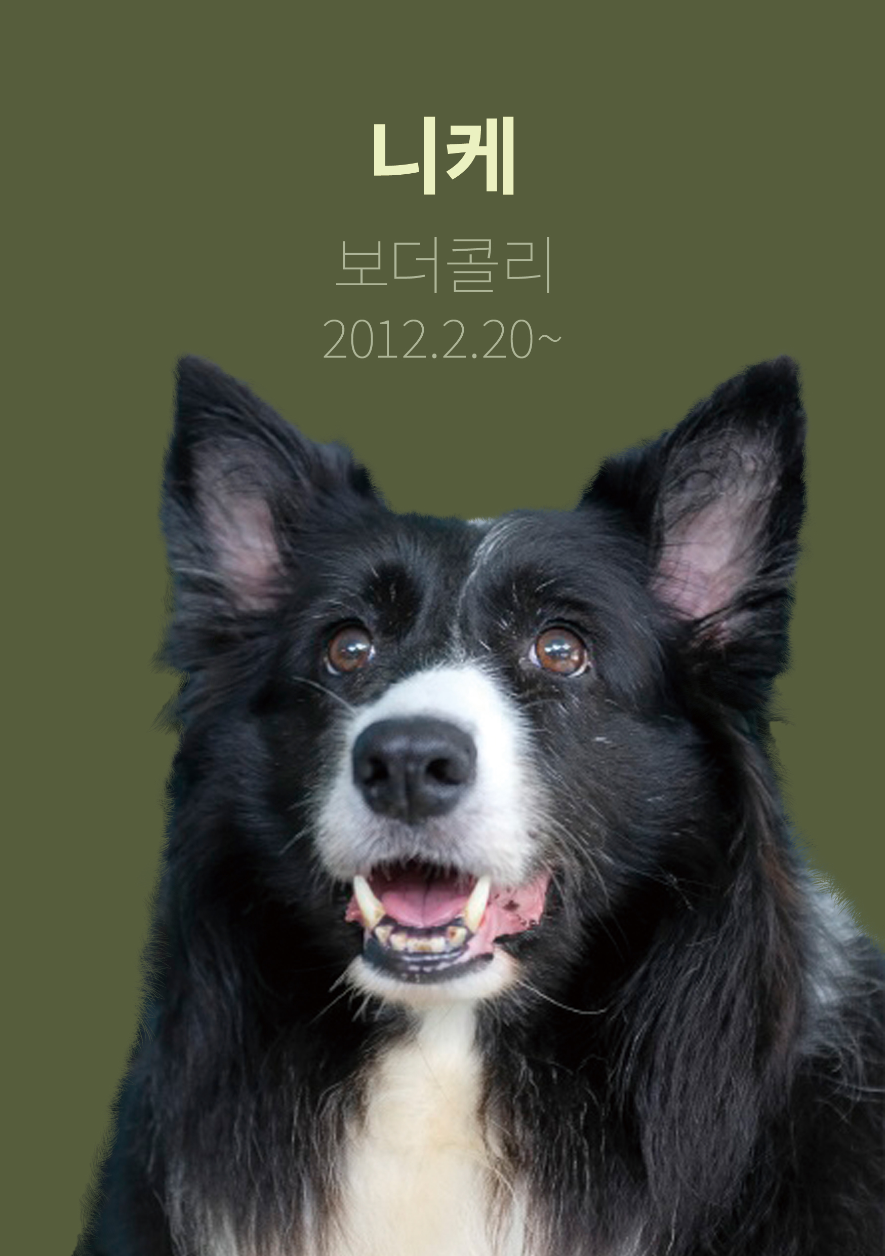 시티독 4