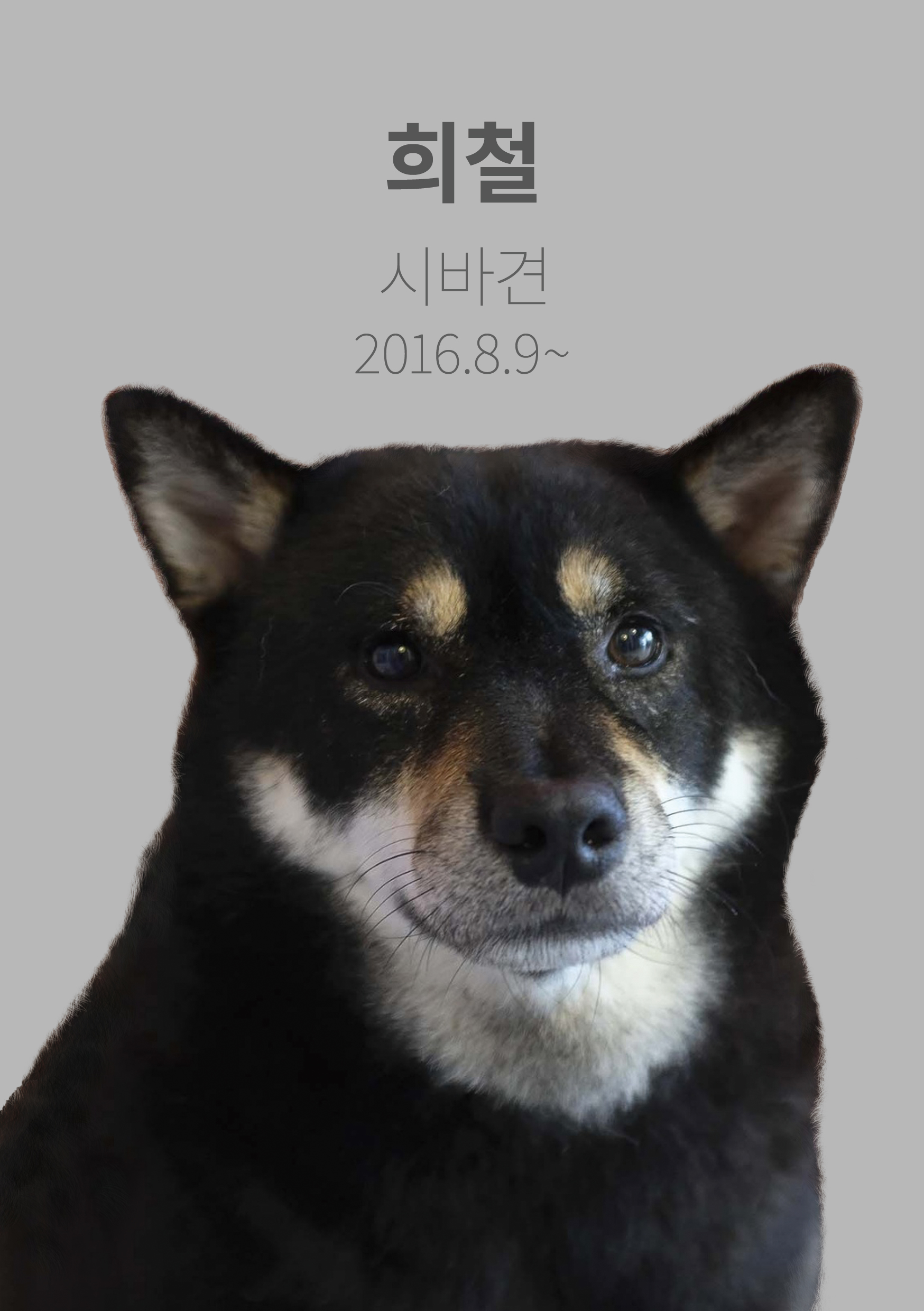 시티독 6