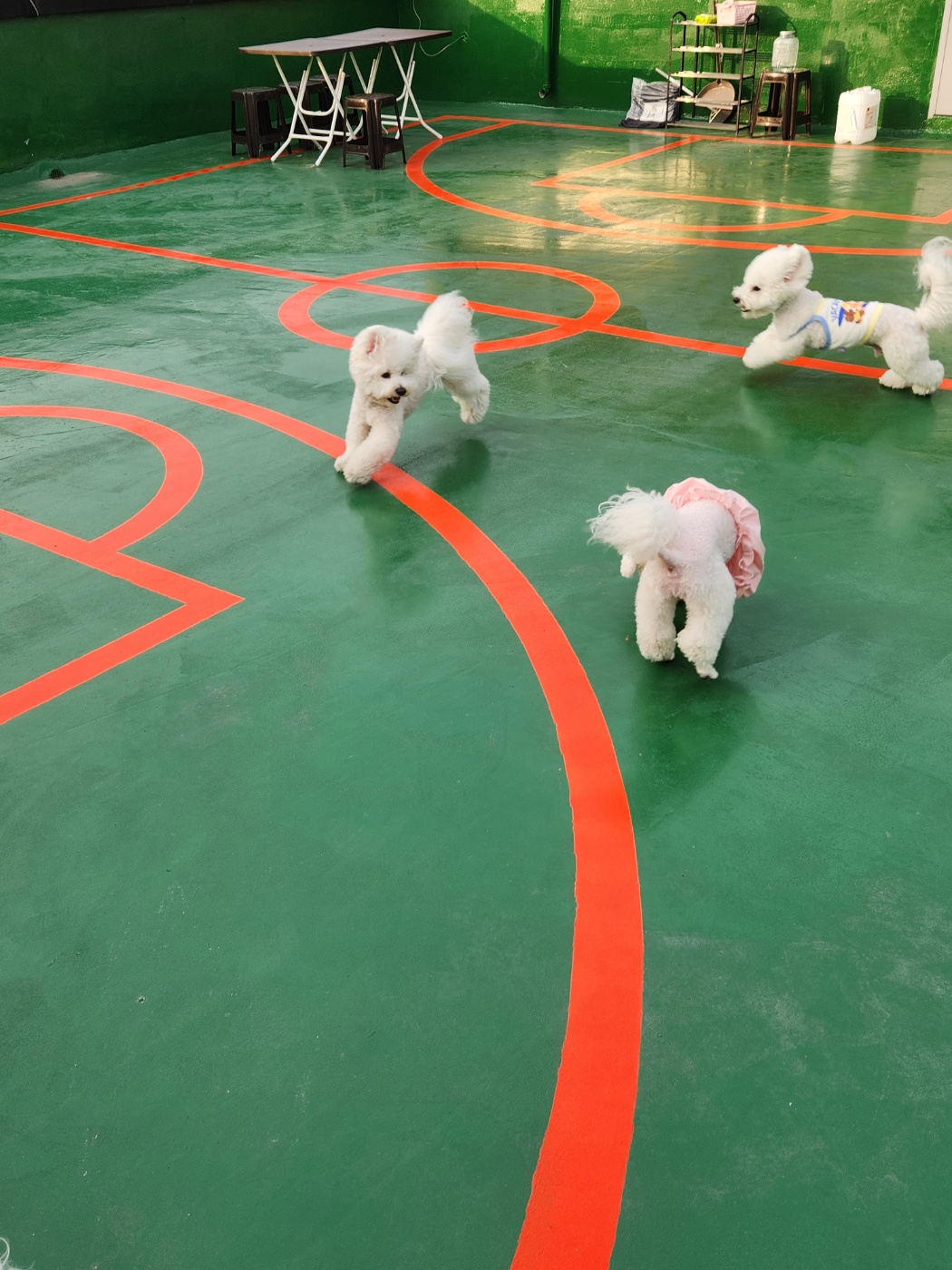 놀면뭐하개 대표 이미지