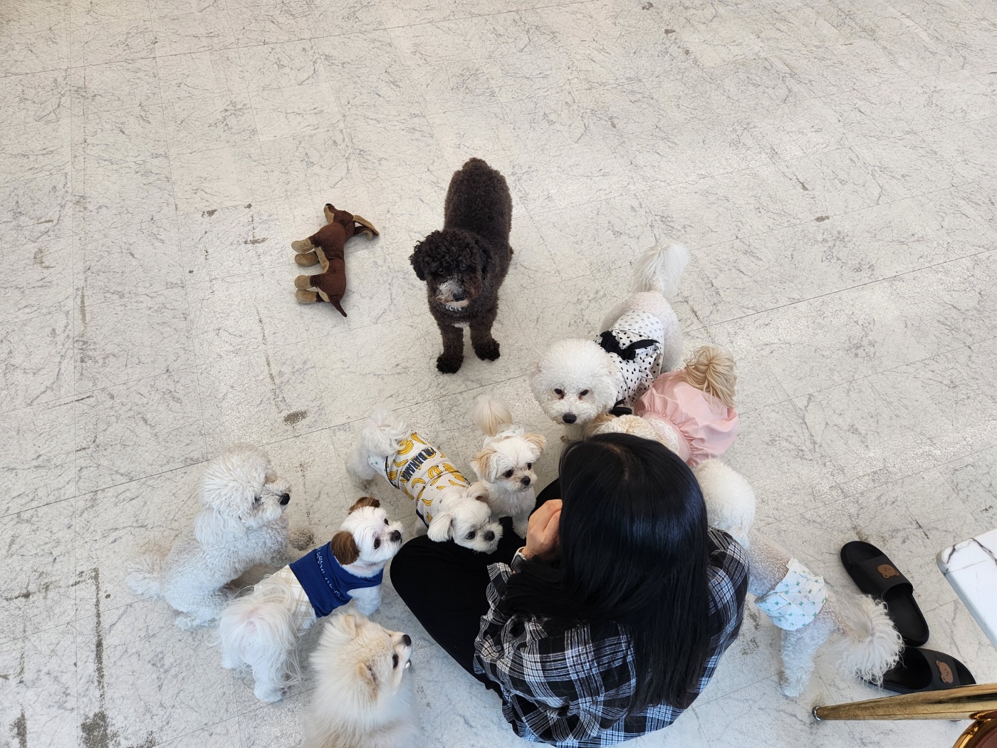 놀면뭐하개 대표 이미지