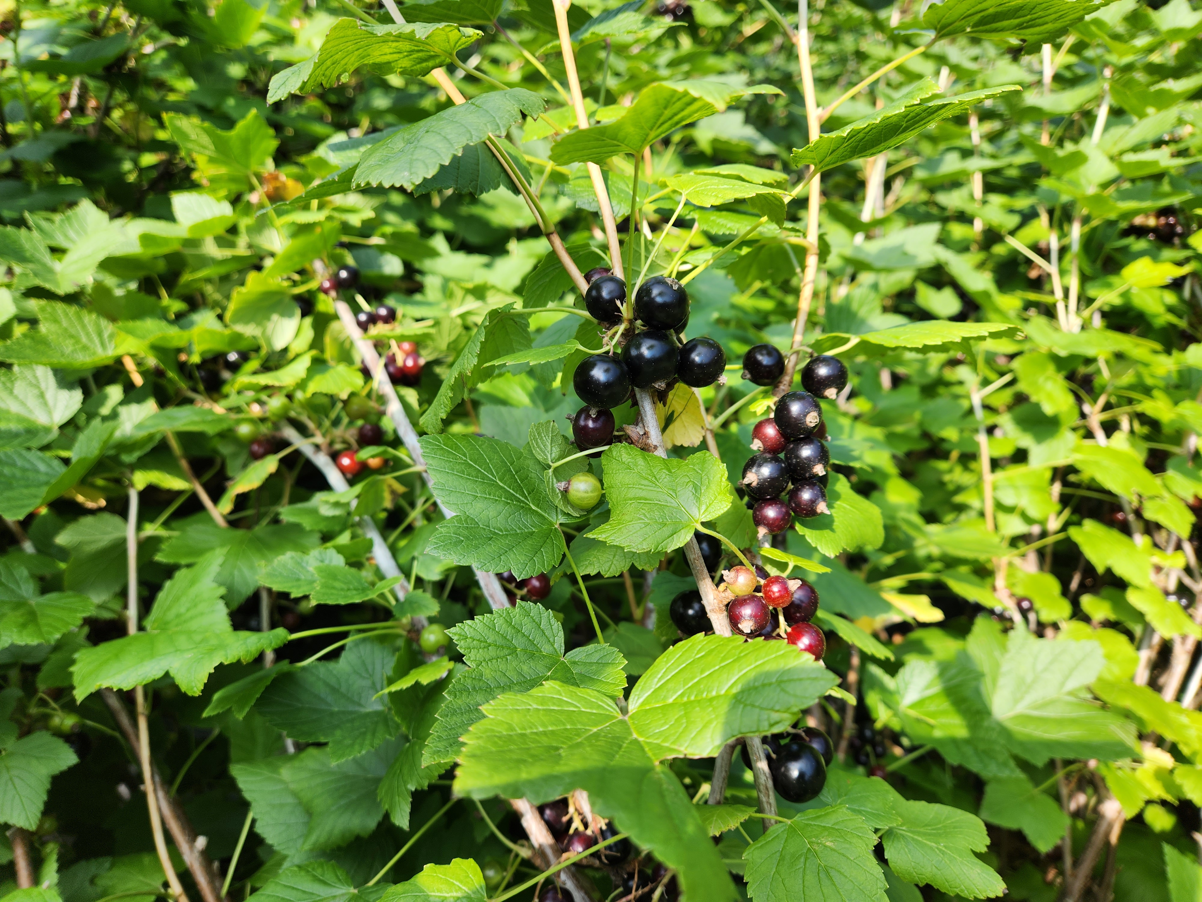 유진산채휴게농원