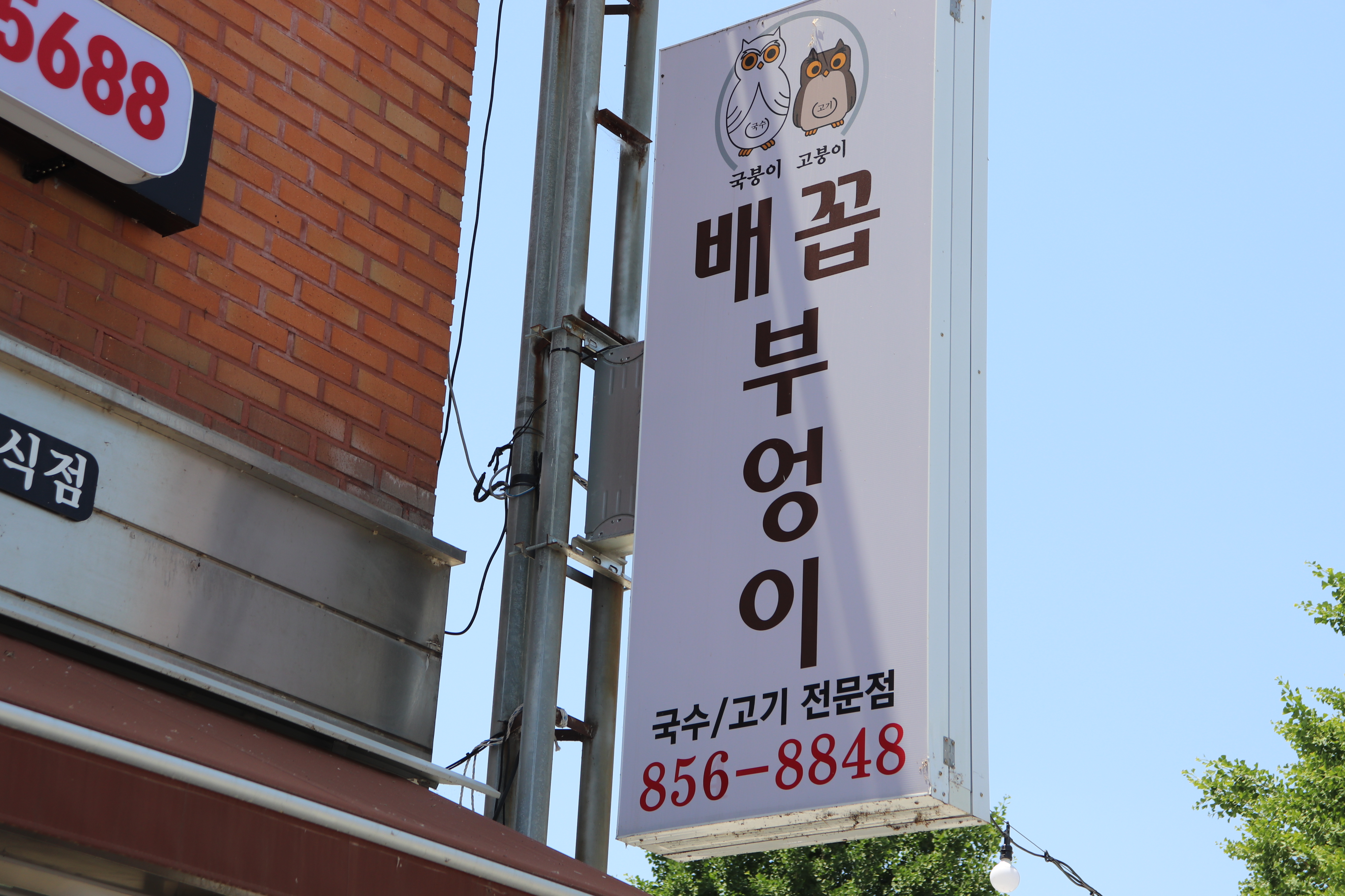 배꼽부엉이