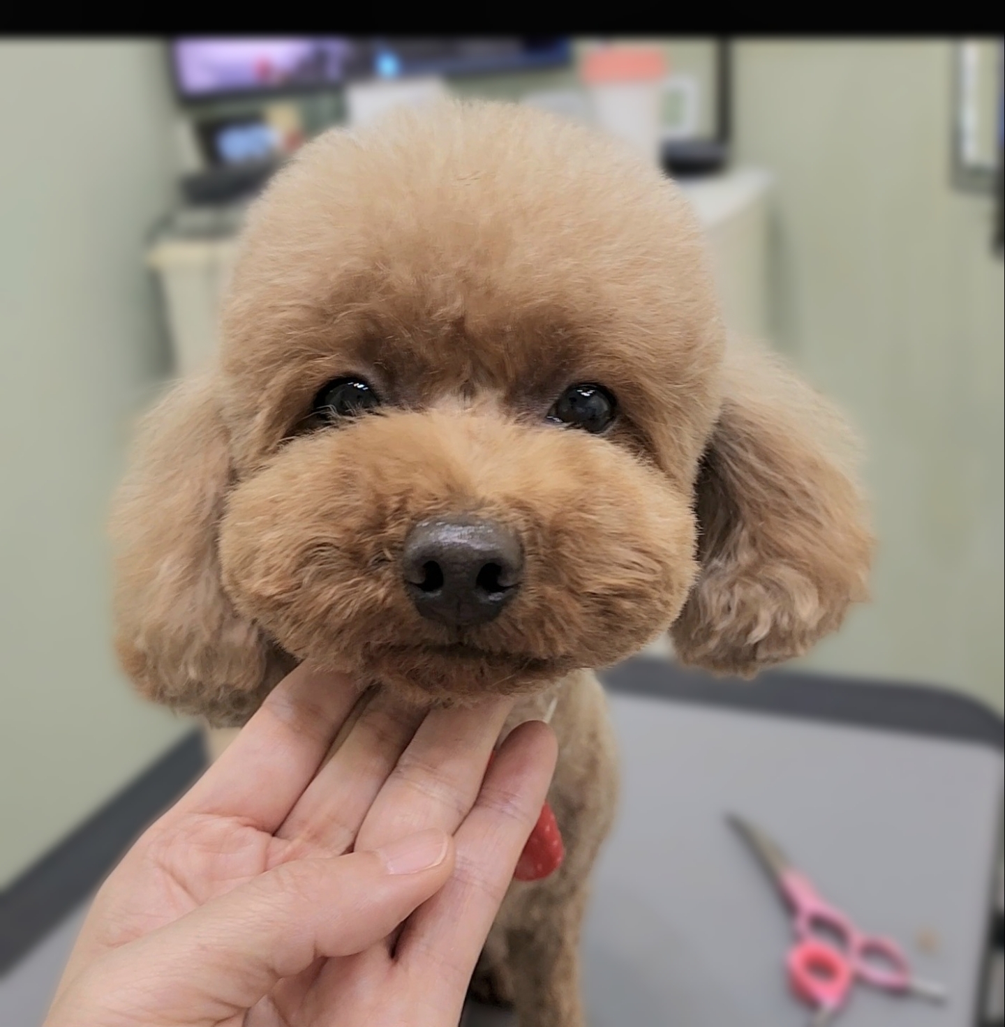 그루밍스토리 대표 이미지