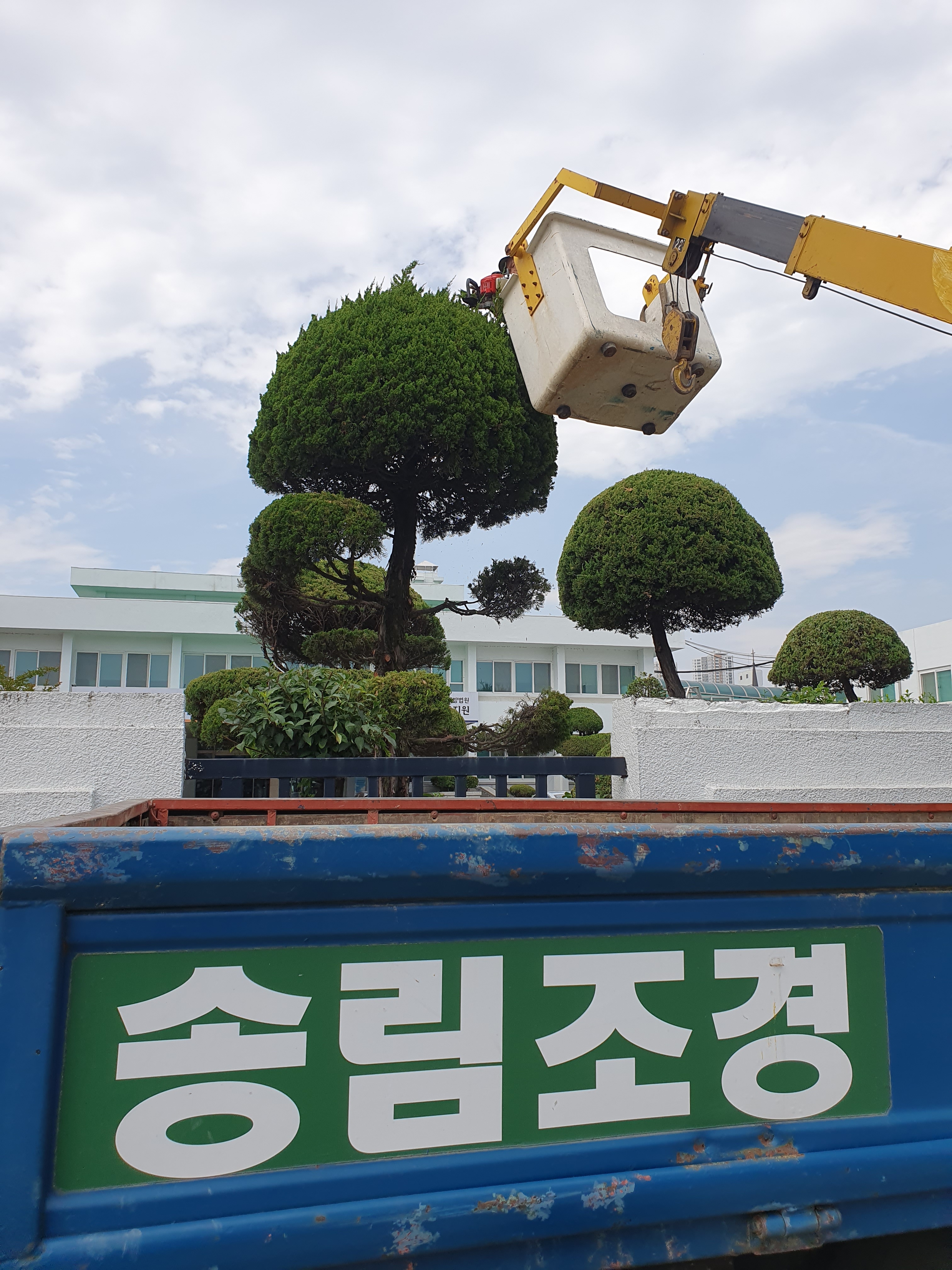 송림조경