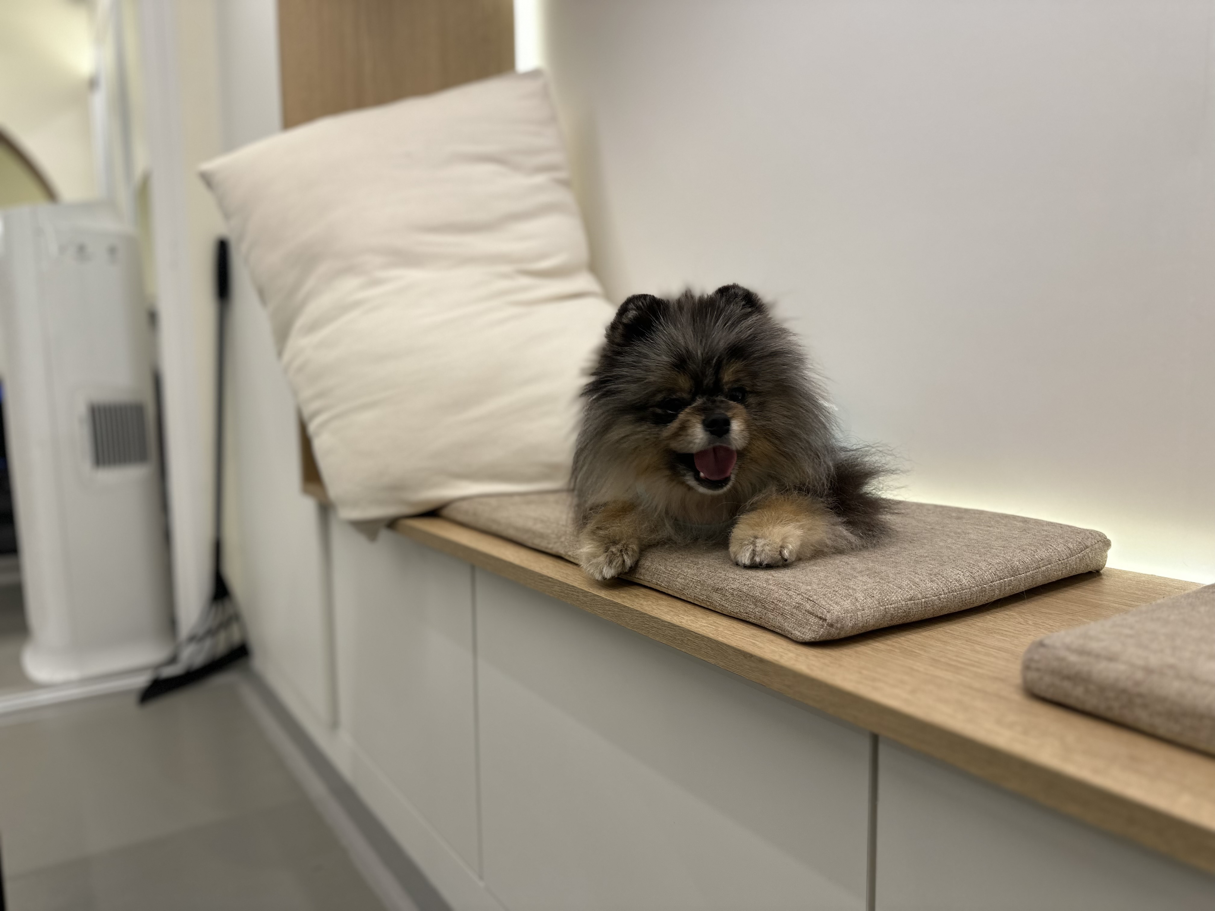 펫그라운드 대표 이미지