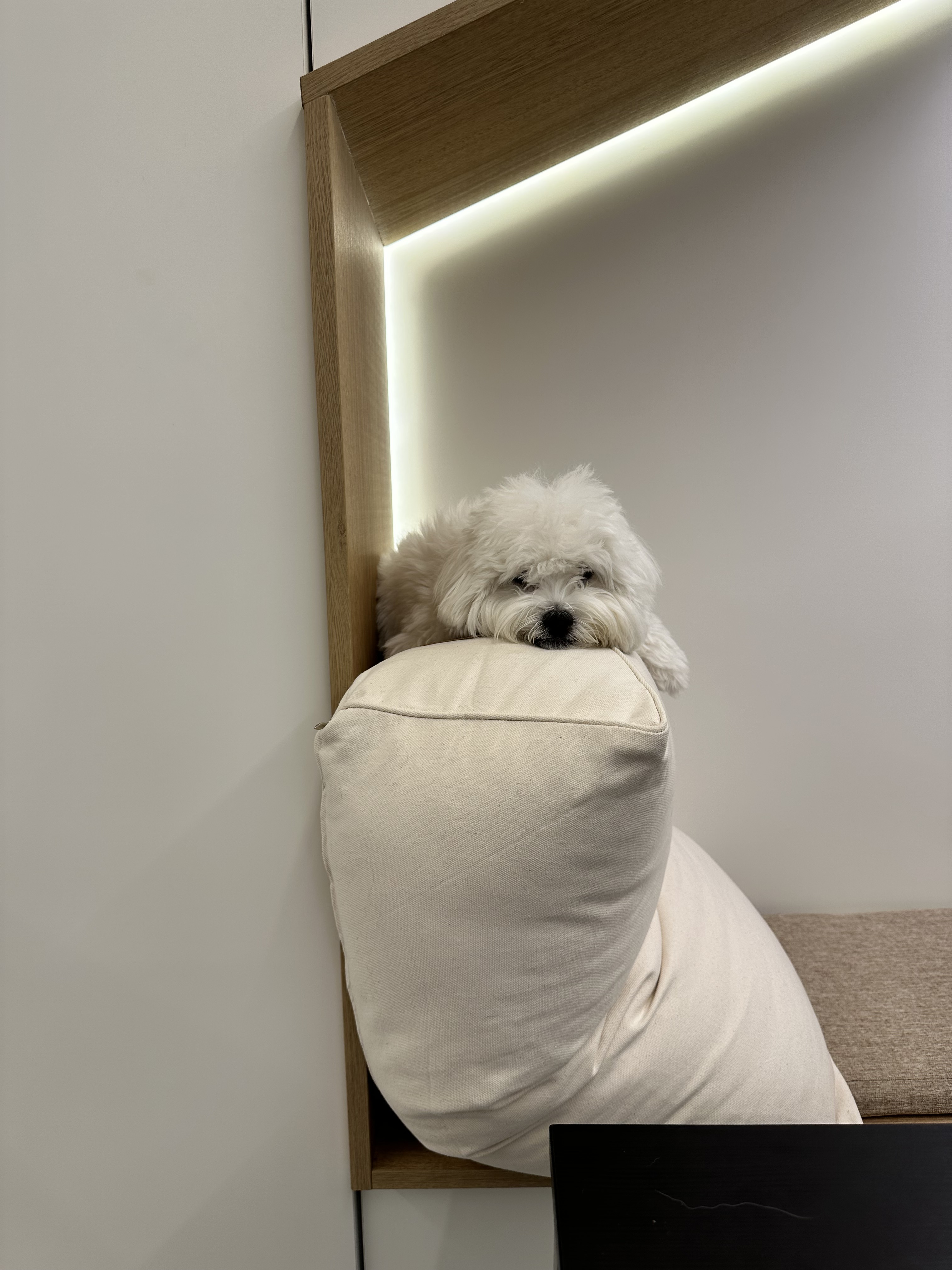 펫그라운드 대표 이미지