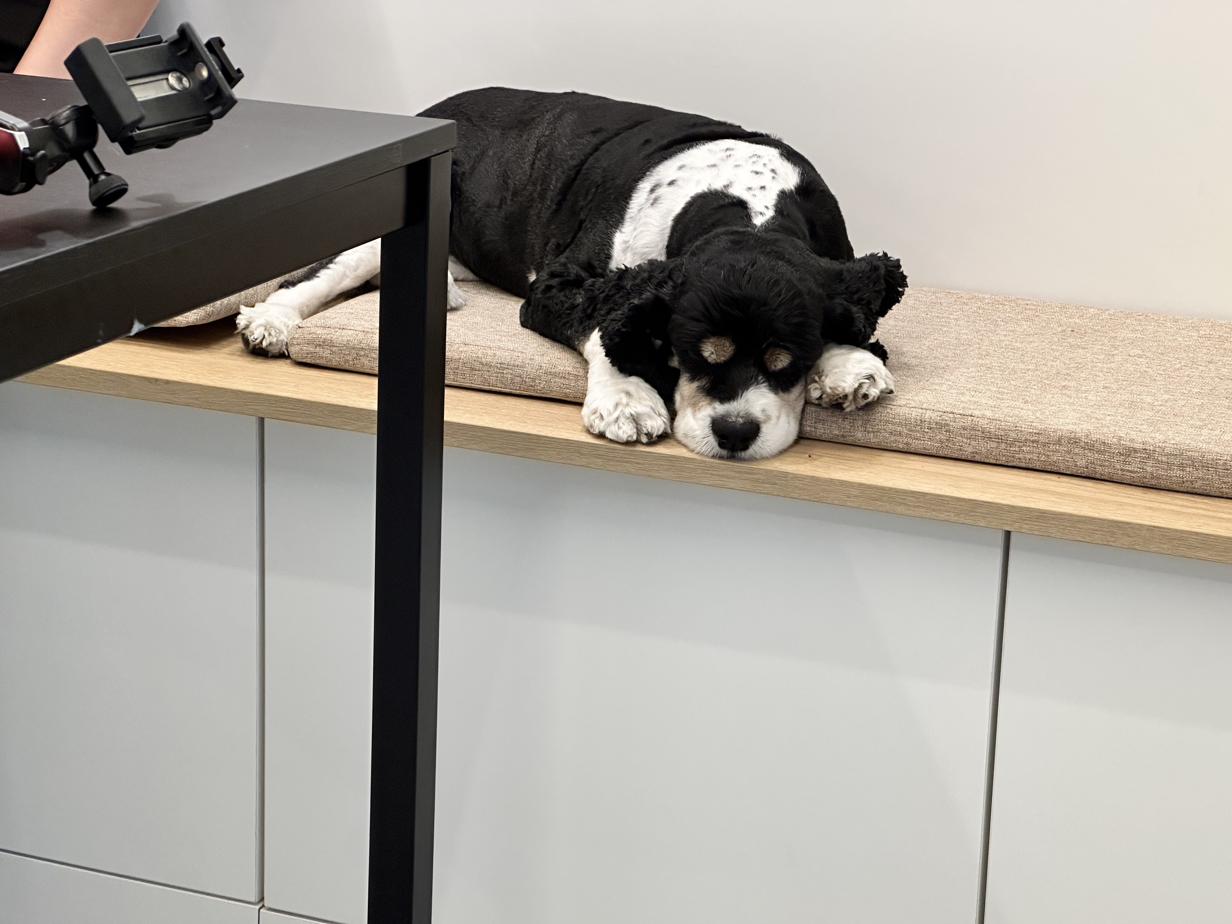 펫그라운드 대표 이미지