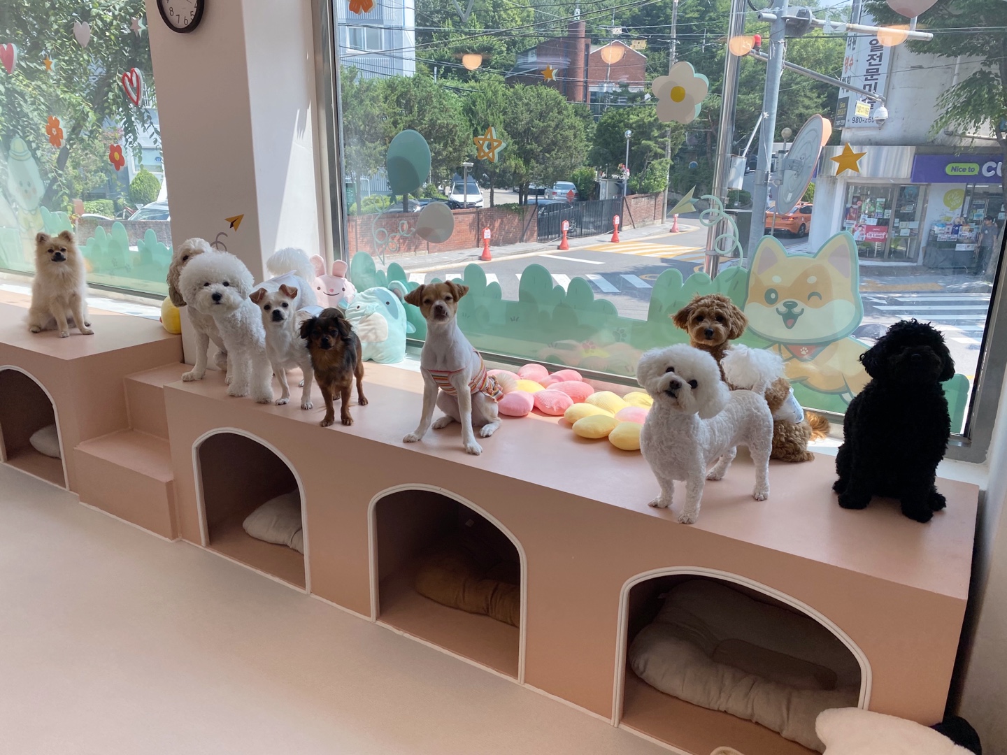 머뭄애견유치원 대표 이미지