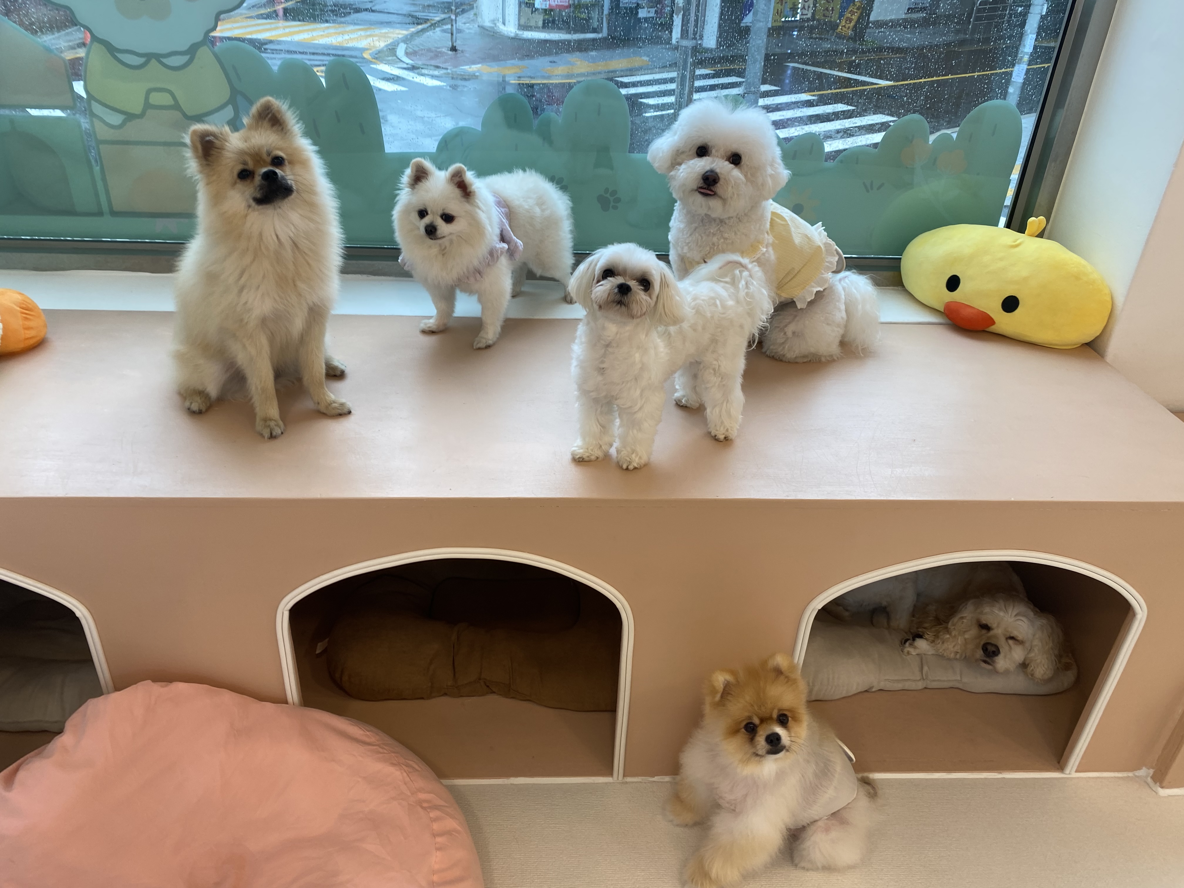 머뭄애견유치원 번동점 대표 이미지