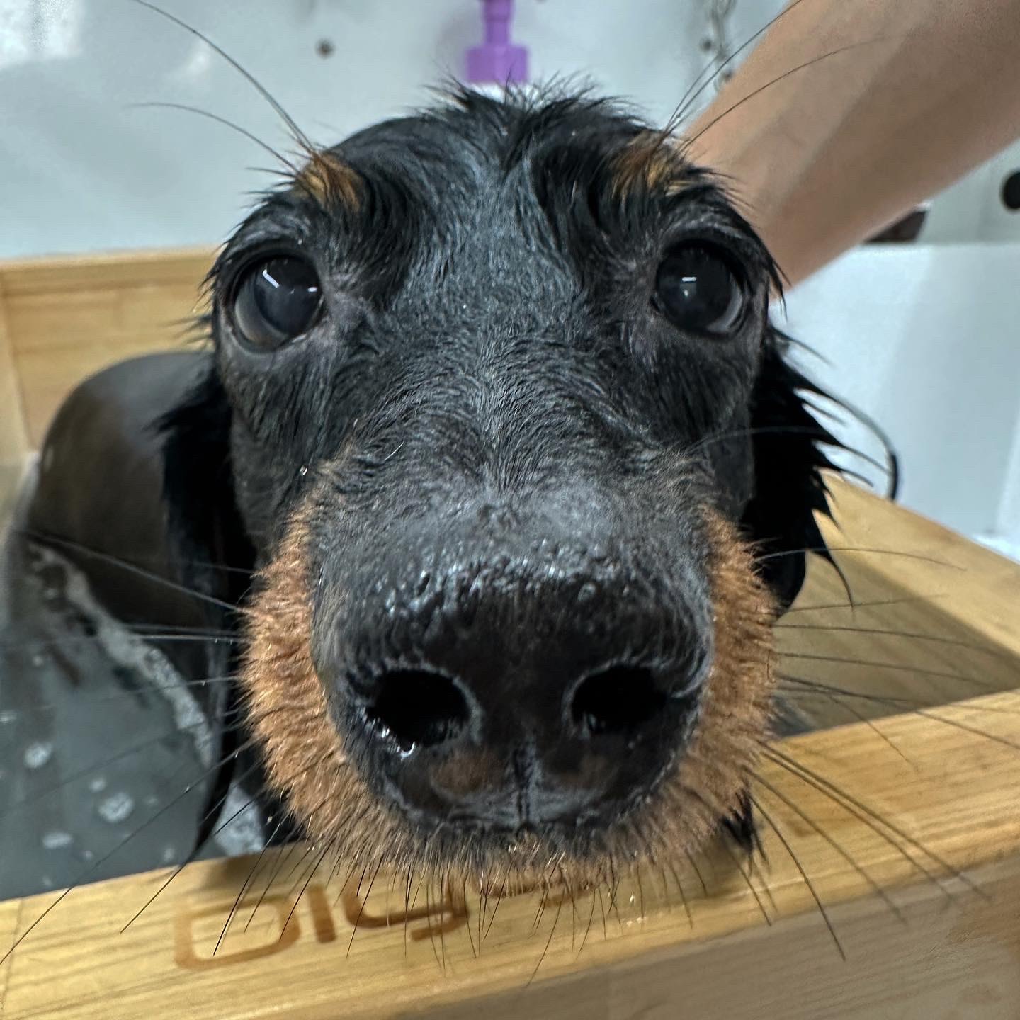 공독 대표 이미지 - 스트레스 없는 애견미용 전문