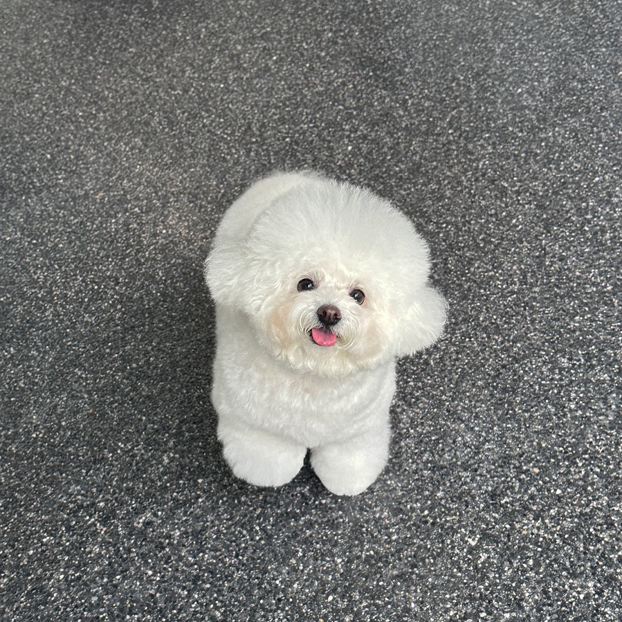 공독 대표 이미지