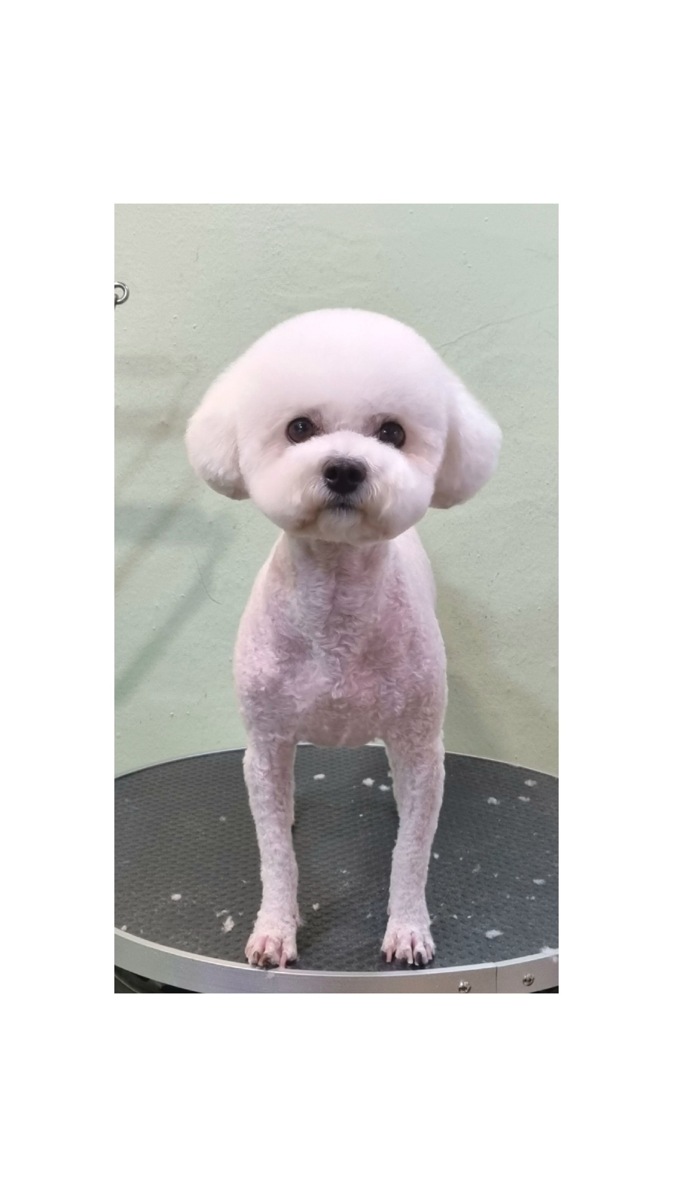강변애견미용 대표 이미지