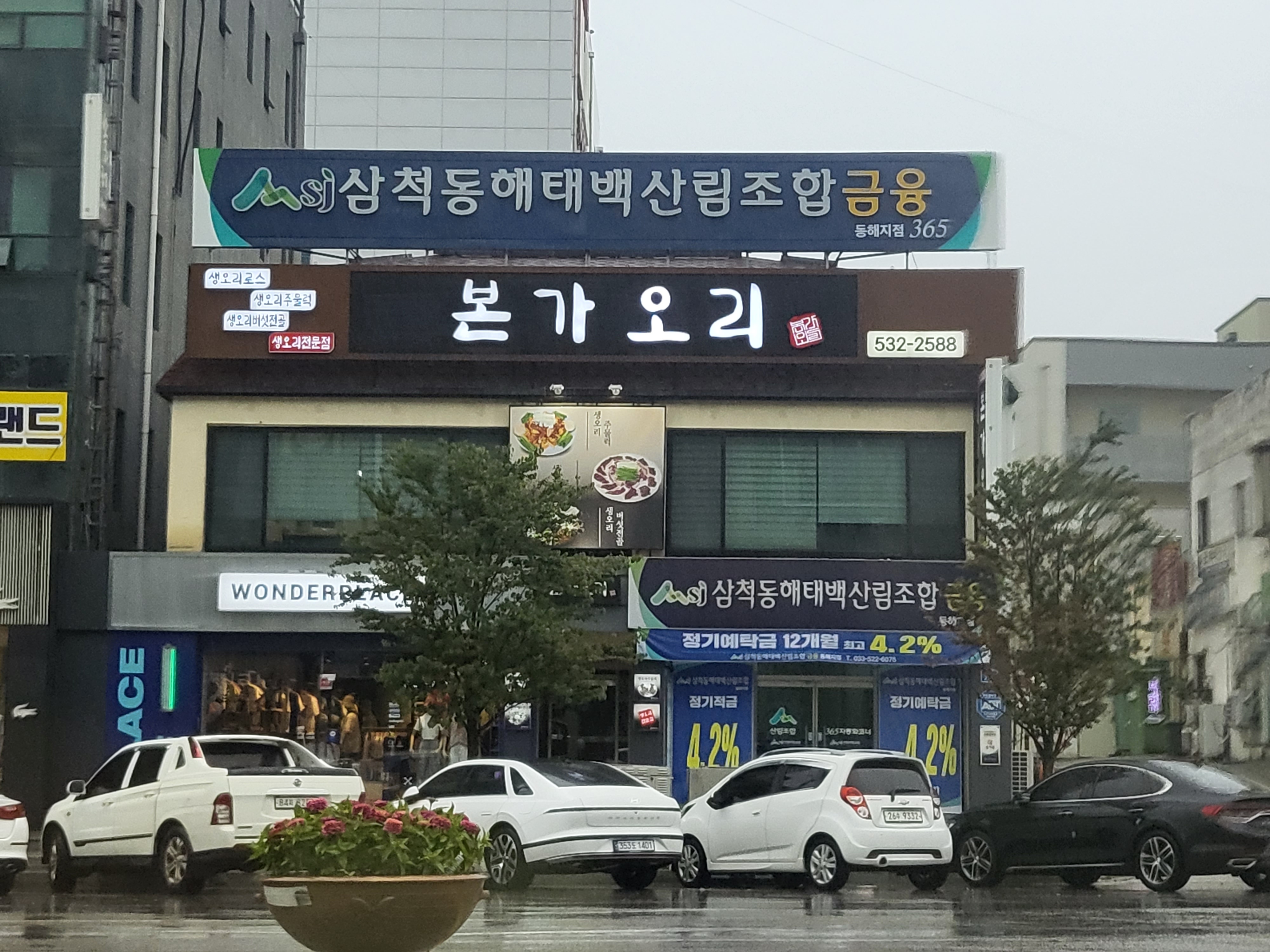 본가오리
