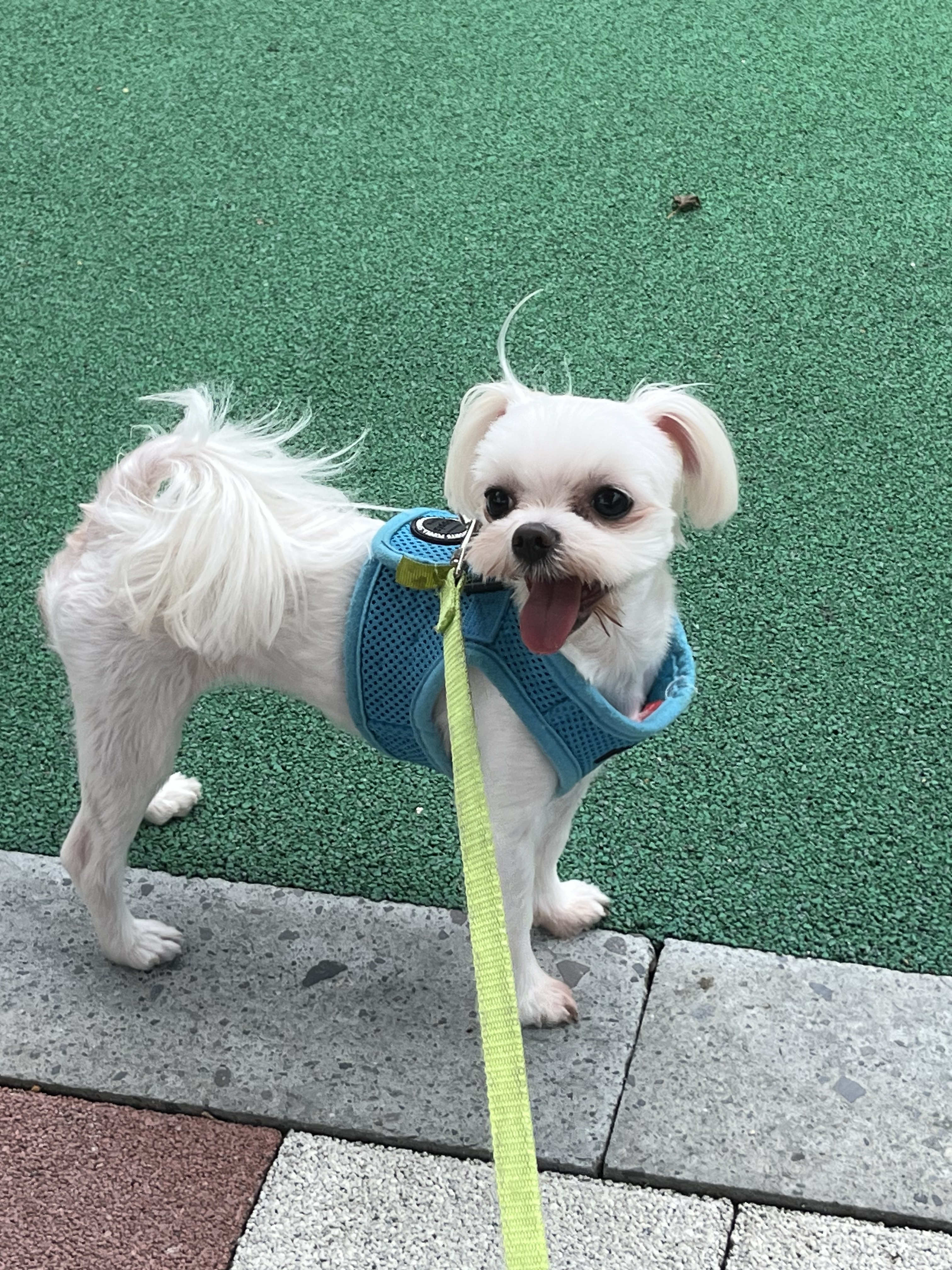 보스애견호텔 대표 이미지