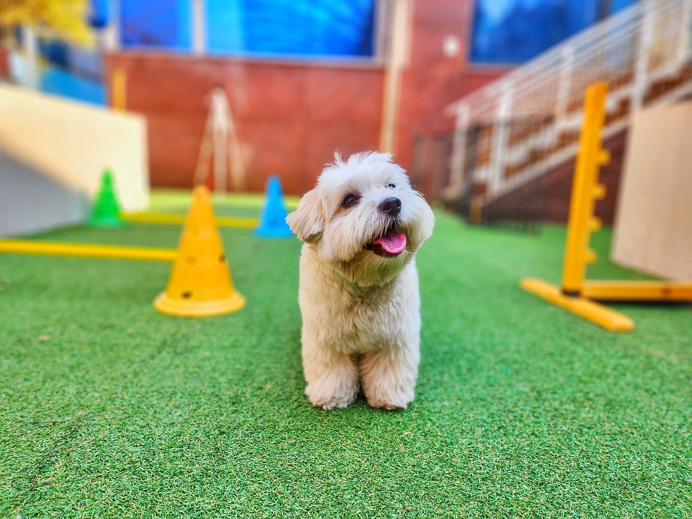 브이케어 강아지유치원 대표 이미지