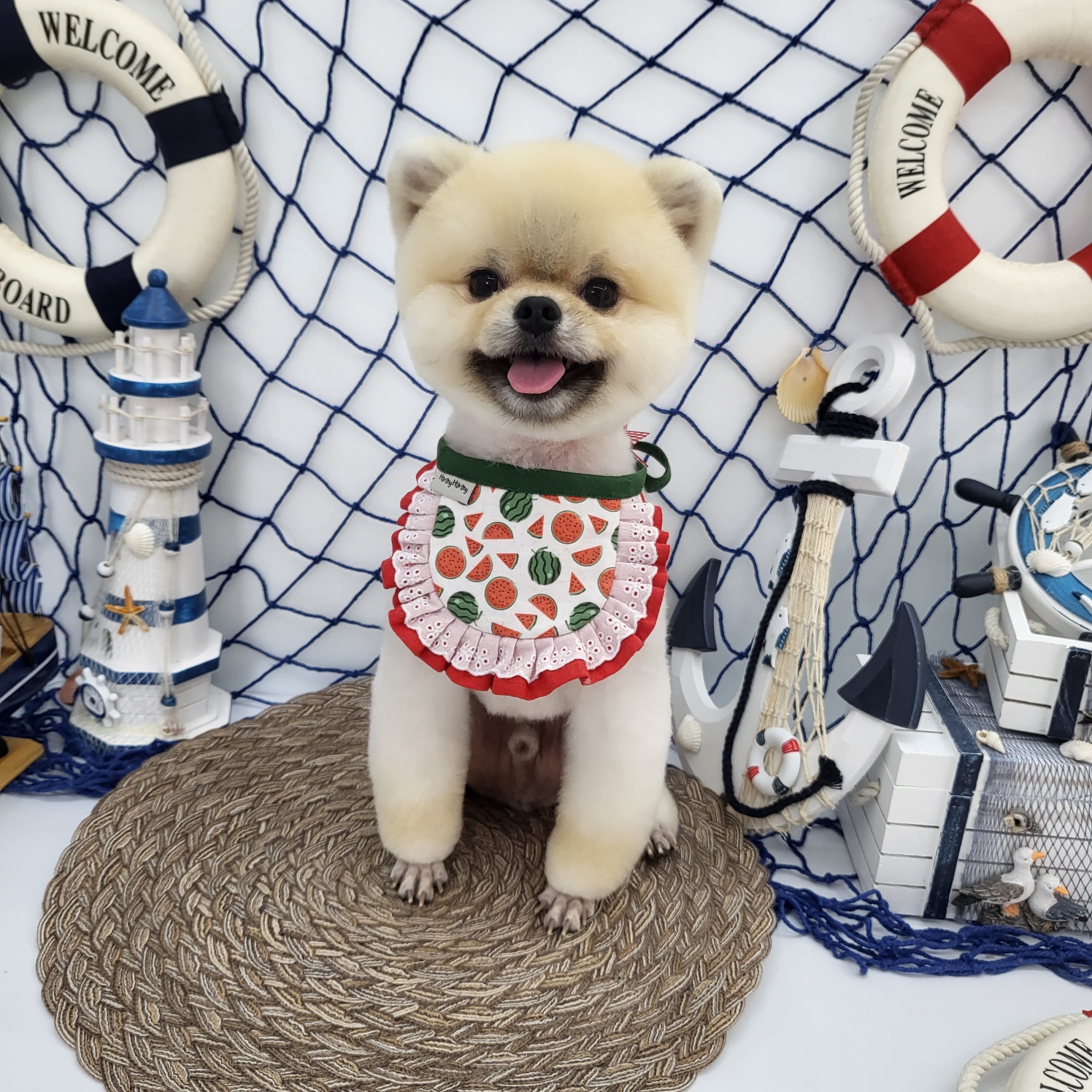 버들강아지 대표 이미지