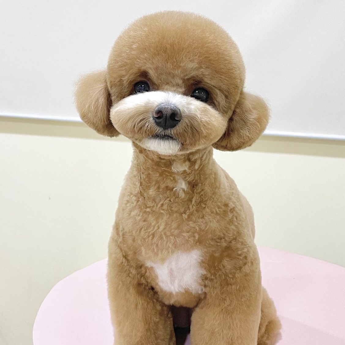춘살롱