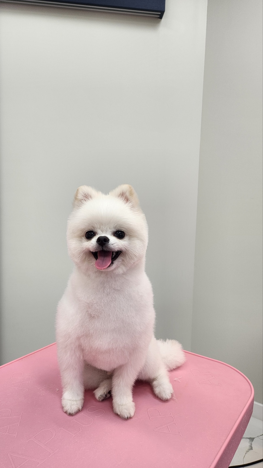 포커스온펫 대표 이미지